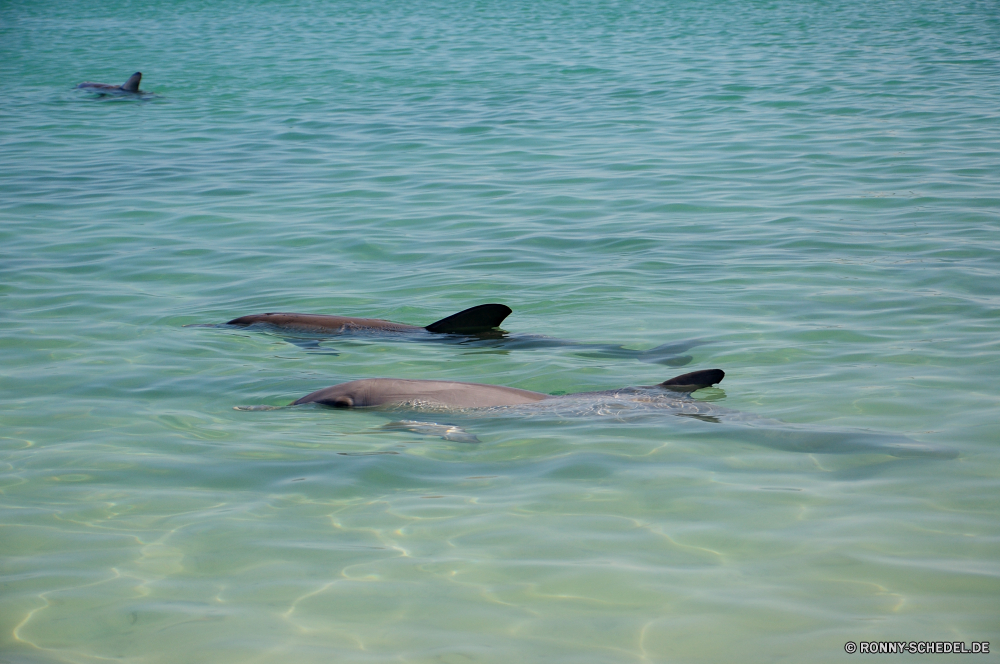 Shark Bay Wasser Meer Seelöwe Fischotter Ozean Vogel Ohrenrobben Biber Siegel Wildtiere Nagetier Säugetier Schwimmen Wild See Seevögel Strand Alkenvögel Küste Ente Sommer Urlaub natürliche Tropischer Marine Reisen Welle Schnabel im freien Fluss aquatische Vogel aquatische Feder Flug Flügel Pelikan Himmel Landschaft Vögel nass Reflexion fliegen Fisch Teich Schwimmen Flügel Ufer Braun Red-breasted merganser Wellen Leben Insel schwimmende Schwimmbad seelandschaft fliegen Tiere Ruhe Umgebung landschaftlich klar Wassersäugetier Fels Urlaub welligkeit Küste merganser Sand Delphin Federn im freien Kopf Mund Tourismus Tourist schwarz Szenerie Sonnenuntergang bunte Auge water sea sea lion otter ocean bird eared seal beaver seal wildlife rodent mammal swimming wild lake seabird beach auk coast duck summer vacation natural tropical marine travel wave beak outdoors river aquatic bird aquatic feather flight wing pelican sky landscape birds wet reflection flying fish pond swim wings shore brown red-breasted merganser waves life island floating pool seascape fly animals calm environment scenic clear aquatic mammal rock holiday ripple coastline merganser sand dolphin feathers outdoor head mouth tourism tourist black scenery sunset colorful eye