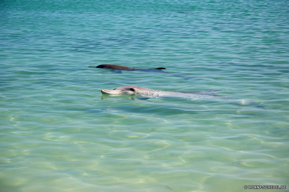 Shark Bay Wasser Biber Seelöwe Meer Nagetier Ohrenrobben Ozean Fischotter Siegel Säugetier Schwimmen Sommer Welle Urlaub Strand Reisen Tropischer klar Schwimmbad Fluss Stechrochen See Sonne Schwimmen Türkis welligkeit Marine Strahl natürliche Wellen Urlaub nass Landschaft Fisch Tourismus Fels Insel platsch Textur Entspannen Sie sich Wildtiere Wassersäugetier Oberfläche Reflexion Wild Flüssigkeit Ufer Szene Entspannung Himmel Küste Licht Kühl Sand Paradies Küste sonnig Reinigen im freien Sonnenlicht aquatische im freien Bucht friedliche Vogel ruhige Unterwasser Bewegung Sport Umgebung Muster transparente gewellt Schnorchel Stein Resort Frieden Farbe Sonnenuntergang Erholung Berg Leben water beaver sea lion sea rodent eared seal ocean otter seal mammal swimming summer wave vacation beach travel tropical clear pool river stingray lake sun swim turquoise ripple marine ray natural waves holiday wet landscape fish tourism rock island splash texture relax wildlife aquatic mammal surface reflection wild liquid shore scene relaxation sky coast light cool sand paradise coastline sunny clean outdoor sunlight aquatic outdoors bay peaceful bird tranquil underwater motion sport environment pattern transparent rippled snorkel stone resort peace color sunset recreation mountain life