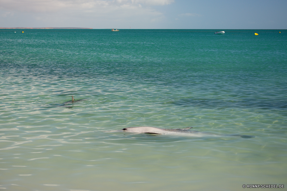 Shark Bay Meer Wasser Ozean Seelöwe Ohrenrobben Strand Siegel Küste Welle Landschaft Reisen Sand Sommer Himmel Tropischer Urlaub Fischotter Insel Küste Biber im freien Türkis Stechrochen Horizont Sonne Bucht Wolken Urlaub Tourismus Szene seelandschaft Wellen klar Strahl Entspannung landschaftlich Nagetier Wassersäugetier Sonnenlicht Ufer Paradies ruhige Entspannen Sie sich Surf nass Schwimmen Marine Wolke friedliche Fisch Körper des Wassers Fluss Sonnenuntergang welligkeit natürliche Reflexion Boot Resort im freien Sandbank Ruhe Baum Tourist Szenerie idyllische Licht Säugetier Umgebung Berg Pazifik Fels sonnig Felsen Saison Wetter Wildtiere Oberfläche Küste Wendekreis Wild Schwimmbad Bewegung platsch Ziel See Textur Bar Wal Frieden exotische Schnabeltier Wald Lagune Barrier horizontale Reinigen Wärme Wasserbüffel Frühling sea water ocean sea lion eared seal beach seal coast wave landscape travel sand summer sky tropical vacation otter island coastline beaver outdoor turquoise stingray horizon sun bay clouds holiday tourism scene seascape waves clear ray relaxation scenic rodent aquatic mammal sunlight shore paradise tranquil relax surf wet swimming marine cloud peaceful fish body of water river sunset ripple natural reflection boat resort outdoors sandbar calm tree tourist scenery idyllic light mammal environment mountain pacific rock sunny rocks season weather wildlife surface coastal tropic wild pool motion splash destination lake texture bar whale peace exotic platypus forest lagoon barrier horizontal clean heat water buffalo spring