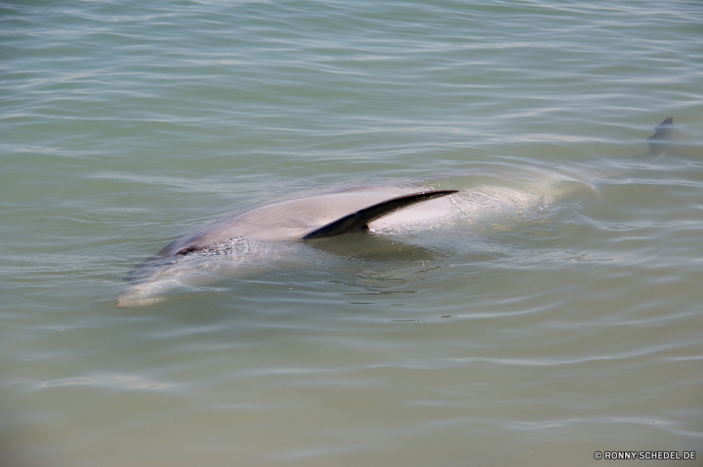 Shark Bay Wasser Meer Ozean Delphin Wal Schwimmen Marine Bartenwale Schwimmbad Fisch Wildtiere Seelöwe Großer Schwertwal Siegel Welle Wild Schwimmen Wellen Ohrenrobben nass Stechrochen Vogel See aquatische Wassersäugetier Sommer welligkeit platsch Strahl Zahnwale Wale Tiere natürliche Schläger Delphine Leben Säugetiere Reflexion Mund Reisen spielen Kopf klar Tropischer Great White shark Knochenhecht Hai Küste FIN Textur im freien Flügel Strand im freien Spaß Fluss Oberfläche springen Urlaub Meeresschildkröte glücklich Säugetier Flüssigkeit Bewegung Angeln Feder Flug zwei fliegen fliegen Braun friedliche spielen Sonne grau Erholung Auge Kühl Himmel water sea ocean dolphin whale swimming marine baleen whale pool fish wildlife sea lion killer whale seal wave wild swim waves eared seal wet stingray bird lake aquatic aquatic mammal summer ripple splash ray toothed whale animals natural flipper dolphins life mammals reflection mouth travel play head clear tropical great white shark gar shark coast fin texture outdoors wing beach outdoor fun river surface jumping vacation sea turtle happy mammal liquid motion fishing feather flight two flying fly brown peaceful playing sun gray recreation eye cool sky