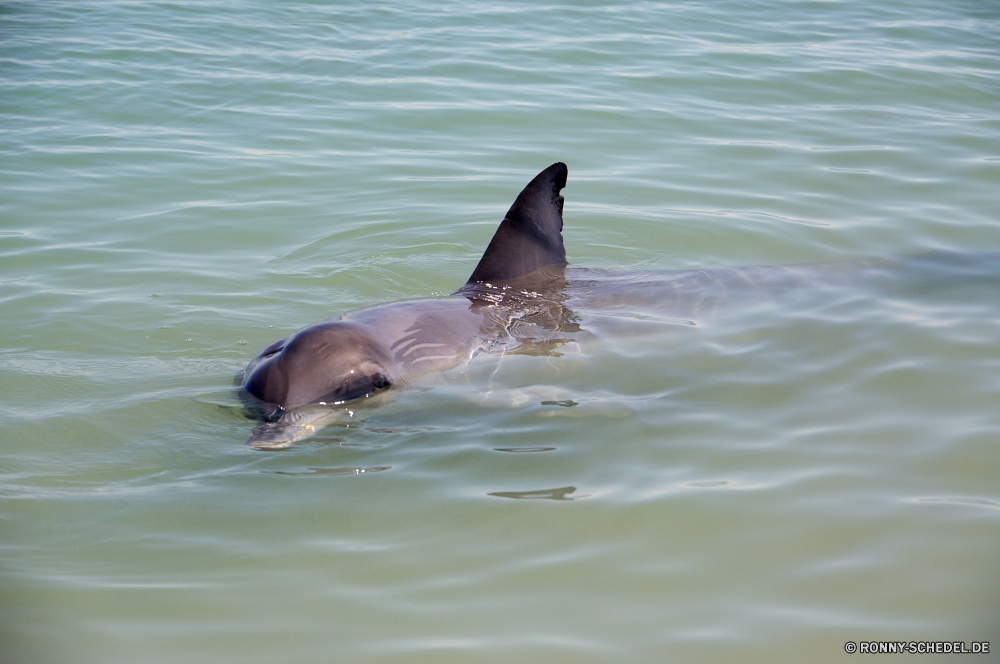 Shark Bay Great White shark Hai Wasser Meer Ozean Schwimmen Marine Fisch Schwimmen Wildtiere Delphin Schwimmbad Seelöwe Siegel Wild Säugetier aquatische Ohrenrobben Vogel Leben Tropischer Sommer Spaß Schläger Delphine Tiere Unterwasser Strand nass Mund platsch fliegen Tauchen Wellen Reisen Kopf Säugetiere Schnabel Kreatur — Feder Flügel im freien Urlaub fliegen See FIN Vögel Wal springen Welle spielen Trainer Küste Tauchen im freien Angeln Flügel natürliche Freiheit Sport Reflexion Schwimmer Möwe Tauchgang Riff Teich Flug tief Nase Hammerhai Bewegung macht Freude Himmel Erholung Auge Möwe Urlaub Aquarium springen spielerische glücklich Wassersäugetier warm Geschwindigkeit Insel spielen exotische Sonne ruhige Lächeln great white shark shark water sea ocean swimming marine fish swim wildlife dolphin pool sea lion seal wild mammal aquatic eared seal bird life tropical summer fun flipper dolphins animals underwater beach wet mouth splash fly diving waves travel head mammals beak creature feather wing outdoor vacation flying lake fin birds whale jump wave play trainer coast scuba outdoors fishing wings natural freedom sport reflection swimmer seagull dive reef pond flight deep nose hammerhead motion power joy sky recreation eye gull holiday aquarium jumping playful happy aquatic mammal warm speed island playing exotic sun tranquil smile