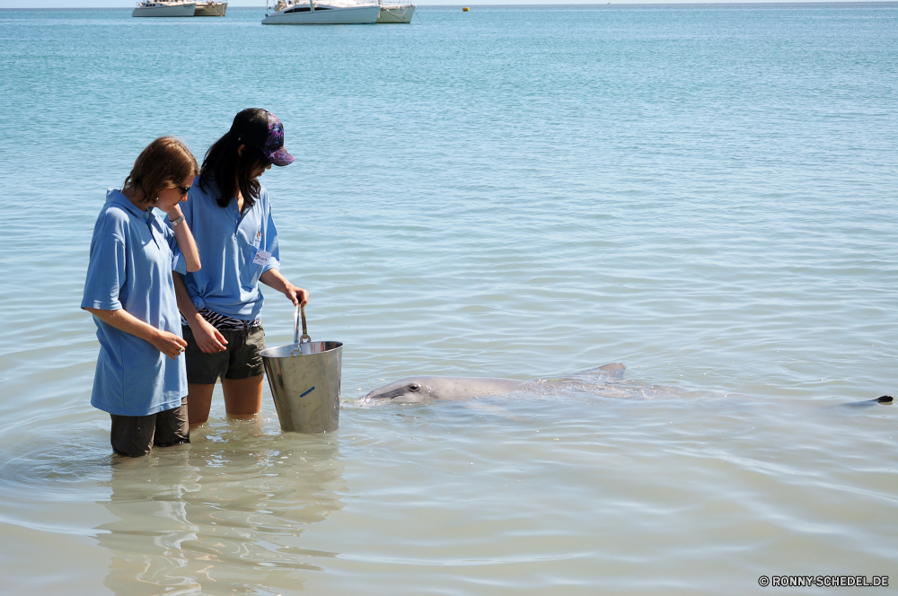 Shark Bay Wasser Paddel Ozean Meer Strand Ruder Sommer Fischer See Urlaub Mann Fluss im freien Freizeit Walzen Sport Angeln Sand Spaß Himmel Boot Person Menschen Aktivität Ufer Männchen Fanggeräte Reisen Küste Entspannung im freien Sonne Lebensstil aktive Urlaub glücklich Sonnenuntergang Zahnrad Kind Glück Fisch Küste Trainer Stab Entspannen Sie sich Erholung Ausrüstung Reflexion Junge Welle spielen Tropischer Erwachsener zwei Körper des Wassers Wickler außerhalb Liebe Wellen Ruhe Schwimmen Landschaft paar Hobby Wolken allein ziemlich Eignung Familie bengel Körper Frauen Tag sonnig Freude Aktion Sport Kontur Mechanismus Tourismus Horizont Tourist lächelnd mechanisches Gerät Haken Sie sitzen Männer Freizeit- Schwimmen Schwimmen gesund platsch Park Gerät Leben friedliche entspannende nass Romantik Bikini wenig water paddle ocean sea beach oar summer fisherman lake vacation man river outdoors leisure reel sport fishing sand fun sky boat person people activity shore male fishing gear travel coast relaxation outdoor sun lifestyle active holiday happy sunset gear child happiness fish coastline trainer rod relax recreation equipment reflection boy wave play tropical adult two body of water winder outside love waves calm float landscape couple hobby clouds alone pretty fitness family kid body women day sunny joy action sports silhouette mechanism tourism horizon tourist smiling mechanical device hook sitting men recreational swim swimming healthy splash park device life peaceful relaxing wet romance bikini little