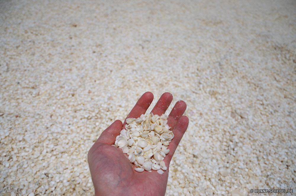 Shark Bay Granatapfel Essbare Früchte Obst zu produzieren Essen Hand Hände Haut Blume Pflege Sand Spa gesund Maniküre Gesundheit Behandlung Schließen Rosa Finger Körper Strand Muschelschalen Fingernagel frisch menschliche Handtuch Entspannung halten Blumen Meer Nagel Wasser Kosmetik Tropischer Urlaub Blütenblatt Liebe Reinigen frische Luft Urlaub romantische Textur Füße Wohlbefinden Schneckenart Entspannen Sie sich Bio Ozean Mollusk Ernährung Dekoration Objekt closeup Objekte natürliche Luxus Fuß Fingern Essen Sommer Medizin Frauen Farbe Eleganz Mode Duft Ufer Braun Wirbellose weiche Sterne Küste nass Leben pomegranate edible fruit fruit produce food hand hands skin flower care sand spa healthy manicure health treatment close pink finger body beach conch fingernail fresh human towel relaxation holding flowers sea nail water cosmetics tropical holiday petal love clean freshness vacation romantic texture feet wellbeing gastropod relax organic ocean mollusk diet decoration object closeup objects natural luxury foot fingers eating summer medicine women color elegance fashion aroma shore brown invertebrate soft star coast wet life