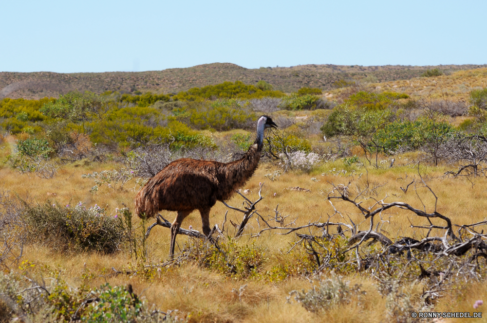 Cape Range National Park Strauß Vogel Tier Wildtiere Wild Säugetier Tiere Hals Safari Park Giraffe Kopf Hirsch Kamel Wildnis Wüste Landschaft Süden nationalen Reisen im freien groß Tourismus Zoo Feder Busch Sand Gras Braun Auge Schnabel lange natürliche Entwicklung des ländlichen Pelz Landschaft Baum Spiel Düne reservieren Fuß trocken im freien Flecken zwei Osten Bauernhof Dromedar Land Wald Säugetiere Vögel Schwanz Umgebung Familie Sommer Himmel ostrich bird animal wildlife wild mammal animals neck safari park giraffe head deer camel wilderness desert landscape south national travel outdoors tall tourism zoo feather bush sand grass brown eye beak long natural rural fur countryside tree game dune reserve walking dry outdoor spots two east farm dromedary country forest mammals birds tail environment family summer sky