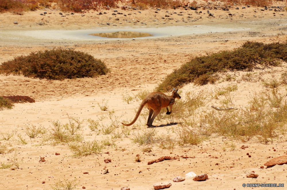 Cape Range National Park Hundeartige Dingo Hund Wilder Hund Jagdhund Sand Strand Meer Ozean Wasser Urlaub Sommer Bracke Himmel Haustier Reisen Haustier Küste im freien Landschaft Wildtiere im freien Sonne Entspannen Sie sich Braun Spaß Wüste Urlaub sportliche Hund Wild Hyäne sonnig Tropischer Tiere Glück niedlich glücklich Tourismus Affe spielen Ufer spielen Park Menschen Familie Safari Paradies Wolken Kind Straße Zeiger Sonnenuntergang Lebensstil Gras Liebe Apportierhund Ausführen Baum Person Ausführen zwei Freund Pferd Entspannung Küste Freude Süden Wellen Horizont Erholung Primas Fluss canine dingo dog wild dog hunting dog sand beach sea ocean water vacation summer hound sky domestic animal travel pet coast outdoors landscape wildlife outdoor sun relax brown fun desert holiday sporting dog wild hyena sunny tropical animals happiness cute happy tourism monkey play shore playing park people family safari paradise clouds child road pointer sunset lifestyle grass love retriever run tree person running two friend horse relaxation coastline joy south waves horizon recreation primate river