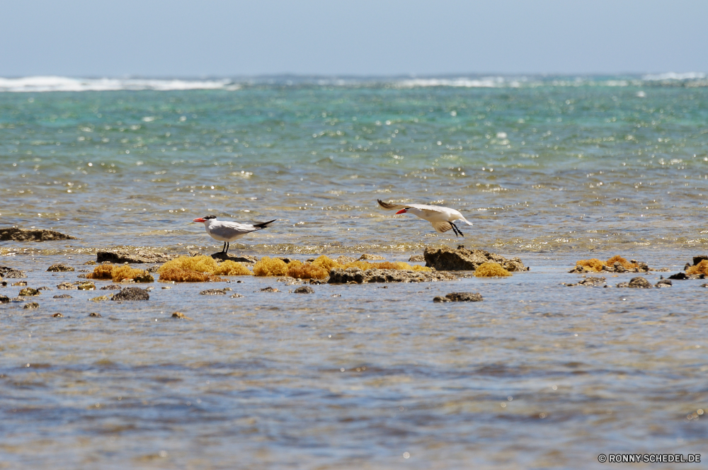 Cape Range National Park Ozean Meer Wasser Strand Möwe Küste Welle Shorebird Himmel Küste Seevögel Sand Körper des Wassers Reisen Landschaft Ufer aquatische Vogel Pelikan Wellen Sommer Sonnenuntergang Schreitvogel coastal diving bird Steinwälzer See Fels Strandläufer Sonne Urlaub Reflexion Vogel Horizont Steinwälzer Tropischer Urlaub Tourismus am Meer Szene Fluss Stein Felsen landschaftlich sonnig im freien Insel Küste ruhige Bucht nass fliegen Wild Küstenlinie natürliche im freien Wildtiere Flug seelandschaft Paradies friedliche Wolken Möwe Entspannen Sie sich Wetter Gezeiten Vögel Surf fliegen Szenerie Meeresküste Sturm Feder klar idyllische Sonnenaufgang 'Nabend Entspannung Möwen Umgebung Tag Schnabel Wolke niemand Freizeit Ruhe Frieden Schaum gischt Panorama Baum Landschaften Panorama schwarz bunte Berg Frühling Saison ocean sea water beach gull coast wave shorebird sky coastline seabird sand body of water travel landscape shore aquatic bird pelican waves summer sunset wading bird coastal diving bird ruddy turnstone lake rock sandpiper sun vacation reflection bird horizon turnstone tropical holiday tourism seaside scene river stone rocks scenic sunny outdoor island coastal tranquil bay wet flying wild shoreline natural outdoors wildlife flight seascape paradise peaceful clouds seagull relax weather tide birds surf fly scenery seashore storm feather clear idyllic sunrise evening relaxation seagulls environment day beak cloud nobody leisure calm peace foam spray panoramic tree scenics panorama black colorful mountain spring season