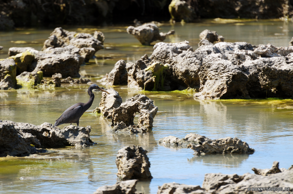 Cape Range National Park Schreitvogel aquatische Vogel Vogel Wasser Ibis Reiher Blaureiher See Fluss Landschaft Wildtiere Stream Wild Meer Teich Fels Reisen im freien Sommer Felsen Stein Baum Reflexion Berg ruhige Ozean Küste Strand Küste Bäume Umgebung Wald Welle friedliche Wildnis natürliche Vögel Park im freien Pelikan Wasserfall Seelöwe Flügel Talos IV – Tabu Creek Tourismus felsigen Wirbeltiere Ruhe Urlaub Ufer Sonnenlicht Schnabel Sonne Storch Szene Ohrenrobben Wellen Himmel Gans landschaftlich Gras Tierwelt Reiher Flügel Erhaltung fliegen Bucht schwarz Tiere Insel nass Licht Entwicklung des ländlichen Siegel klar Federn Angeln ruhig Landschaften Rechnung Strömung Urlaub Frühling Tag Leben Herbst Saison wading bird aquatic bird bird water ibis heron little blue heron lake river landscape wildlife stream wild sea pond rock travel outdoors summer rocks stone tree reflection mountain tranquil ocean coastline beach coast trees environment forest wave peaceful wilderness natural birds park outdoor pelican waterfall sea lion wings menagerie creek tourism rocky vertebrate calm vacation shore sunlight beak sun stork scene eared seal waves sky goose scenic grass fauna egret wing conservation flying bay black animals island wet light rural seal clear feathers fishing quiet scenics bill flow holiday spring day life autumn season