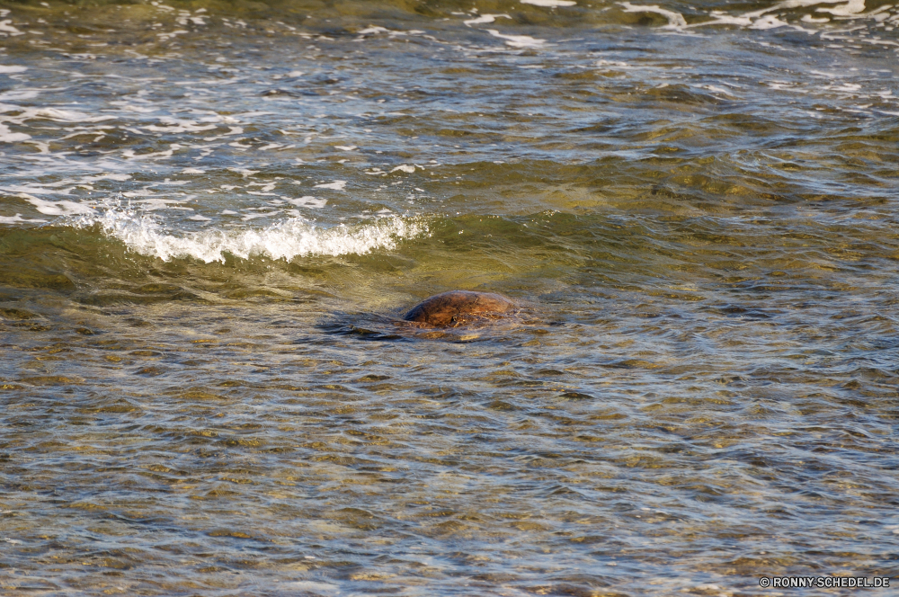 Unterwegs Biber Nagetier Wasser Säugetier Meer Ozean See Fluss Strand Fischotter Apportierhund Wildtiere Wild Küste im freien Fels Schwimmen Teich Vogel nass Sommer Reisen sportliche Hund natürliche Welle Reflexion Urlaub Stein Landschaft Felsen Ufer Wellen Jagdhund Vögel aquatische Tiere Auge Wald Küste Braun Tropischer friedliche ruhige Nerz Marine im freien Umgebung landschaftlich Küste Szene Stream Himmel Hund Insel Gras Ente felsigen Schwimmen Schwimmbad seelandschaft Kopf Mund Park Frieden bunte Krokodil beaver rodent water mammal sea ocean lake river beach otter retriever wildlife wild coast outdoors rock swimming pond bird wet summer travel sporting dog natural wave reflection vacation stone landscape rocks shore waves hunting dog birds aquatic animals eye forest coastline brown tropical peaceful tranquil mink marine outdoor environment scenic coastal scene stream sky dog island grass duck rocky swim pool seascape head mouth park peace colorful crocodile