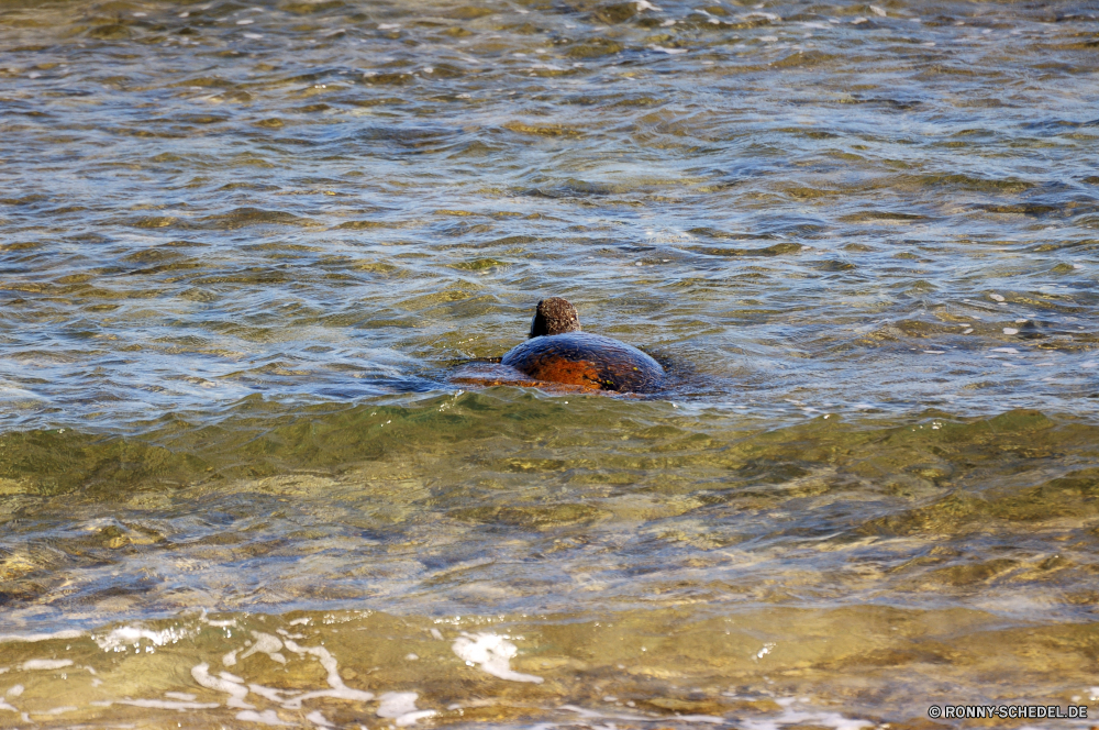 Unterwegs Wasser Vogel Strandläufer Ente Shorebird See Schreitvogel Wildtiere Sceada Wild aquatische Vogel Meer Fluss Vögel Ozean Wasservögel Teich Feder Landschaft Red-breasted merganser Strand Schnabel Schwimmen im freien Tiere Reflexion fliegen Sommer Schwimmen Flügel merganser Federn Küste nass Ufer Flug Reisen Enten natürliche fliegen Gans Wellen Meer-Ente Flügel Fels Stream Welle Felsen Braun friedliche im freien Umgebung Geflügel Möwe stehende Tierwelt Leben Ibis Küste platsch Kopf Frieden ruhige Frühling Himmel aquatische Marine Stein Urlaub Freiheit Sonnenuntergang Gras landschaftlich Saison water bird sandpiper duck shorebird lake wading bird wildlife drake wild aquatic bird sea river birds ocean waterfowl pond feather landscape red-breasted merganser beach beak swimming outdoors animals reflection fly summer swim wing merganser feathers coast wet shore flight travel ducks natural flying goose waves sea duck wings rock stream wave rocks brown peaceful outdoor environment fowl seagull standing fauna life ibis coastline splash head peace tranquil spring sky aquatic marine stone vacation freedom sunset grass scenic season