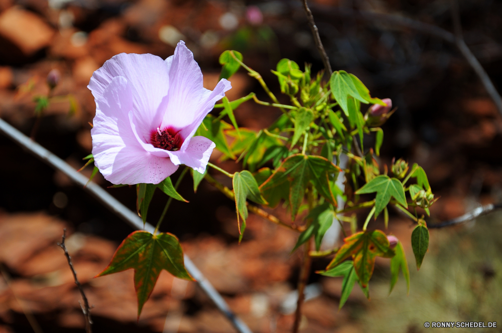 Karijini National Park Blume Pflanze vascular plant Rosa Garten Kraut Blumen Flora Blüte Blumen blühen Strauch Blütenblatt Floral Frühling stieg der Veilchenblau woody plant Blütenblätter Sommer blühen Blumenstrauß Botanischer Blatt Schließen zarte Farbe closeup natürliche Botanik Petunie bunte lila Liebe Knospe angiosperm Saison Blätter Malve Pflanzen Wachstum saisonale hell ziemlich Valentin Feld Organismus Bund fürs Leben im freien einzelne Anordnung Detail Wild Vorbau Bedder Licht Wiese frisch spermatophyte Gartenarbeit Tag wachsen gelb Rhododendren Romantik Orchidee Gras Blütenstaub Geschenk Leben bush hibiscus Geranie Gartenpflanze Wasser Blüten Vase Tulpen duftende Landschaft noch Hochzeit weiche Urlaub romantische Farben Himmel flower plant vascular plant pink garden herb flowers flora bloom blossom shrub petal floral spring rose periwinkle woody plant petals summer blooming bouquet botanical leaf close delicate color closeup natural botany petunia colorful purple love bud angiosperm season leaves mallow plants growth seasonal bright pretty valentine field organism bunch outdoor single arrangement detail wild stem bedder light meadow fresh spermatophyte gardening day grow yellow rhododendron romance orchid grass pollen gift life bush hibiscus geranium garden plant water blossoms vase tulips fragrant landscape still wedding soft holiday romantic colors sky