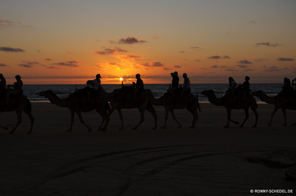 Broome - Cable Beach Kamel Huftier Pferd Pferde Sonnenuntergang Sonne Kontur Himmel Strand Sand Landschaft Reisen Sonnenaufgang Sommer Wüste Bauernhof Tiere im freien Meer Fahrt Menschen Wild Säugetier Tourismus Reiten Ozean Land Geschwindigkeit Cowboy Ranch im freien Urlaub Wasser aktive Hengst Orange Sport Entwicklung des ländlichen Ausführen Weide Gras 'Nabend Urlaub Pferde Küste Reiten Schalträdchen Fahrer Morgenröte Reise Feld Sattel Pferdesport Safari Szene Abenteuer Düne Wettbewerb Tourist Horizont Mann Bäume Stute westliche Resort Tropischer Rennen Dämmerung Aktion Erholung Transport Wildtiere Männchen landschaftlich camel ungulate horse horses sunset sun silhouette sky beach sand landscape travel sunrise summer desert farm animals outdoors sea ride people wild mammal tourism riding ocean country speed cowboy ranch outdoor vacation water active stallion orange sport rural running pasture grass evening holiday equine coast horseback jockey rider dawn journey field saddle equestrian safari scene adventure dune competition tourist horizon man trees mare western resort tropical race dusk action recreation transportation wildlife male scenic