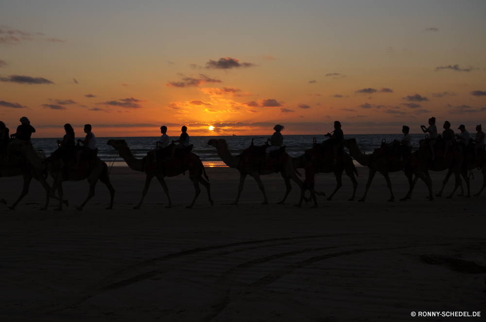 Broome - Cable Beach Kamel Huftier Sonnenuntergang Pferd Strand Kontur Sonne Himmel Sand Meer Reisen Sommer Pferde Sonnenaufgang Ozean Wasser Landschaft im freien 'Nabend Menschen Dämmerung Wüste Urlaub Küste Tourismus Orange im freien Horizont Entwicklung des ländlichen Wild Urlaub Bauernhof Fahrt Morgenröte Land Weide Ufer Tiere Ranch dunkel Männchen Resort Reiten Angeln Szene Reise Wolken Sport Säugetier Bäume Ausführen Männer Abenteuer Tropischer Feld Wellen Berge Geschwindigkeit am Morgen aktive Mann Gras Fahrer Fischer Pferde Hengst Dämmerung Wolke Safari Baum Freizeit Umgebung Cowboy Tourist Szenerie Wiese romantische Sonnenlicht landschaftlich camel ungulate sunset horse beach silhouette sun sky sand sea travel summer horses sunrise ocean water landscape outdoors evening people dusk desert vacation coast tourism orange outdoor horizon rural wild holiday farm ride dawn country pasture shore animals ranch dark male resort riding fishing scene journey clouds sport mammal trees running men adventure tropical field waves mountains speed morning active man grass rider fisherman equine stallion twilight cloud safari tree leisure environment cowboy tourist scenery meadow romantic sunlight scenic