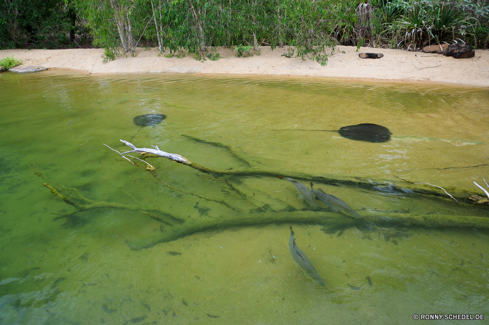 Territory Wildlife Park Wasser aquatische Fluss Alligator Landschaft Baum Stream Gras Sommer Teich Wasser Schlange See Wald Stein im freien Reptil Golf Schlange Fels Park natürliche Pflanze Kurs Szene Szenerie Reisen Wasserfall Umgebung Berg Bäume ruhige Land fließende Sand Frühling Krokodil Sumpf im freien landschaftlich Blatt Wild friedliche Himmel Rasen Berge Felsen platsch common duckweed Wasserpflanze Strömung Belaubung Entspannung Wasserlinse nass Feuchtgebiet Bewuchs Resort Tropischer Frieden Feld Freizeit Sport Flora Moos Blätter Ruhe Tourismus vascular plant Urlaub Sonnenlicht Loch sonnig Hölzer Meer Steine Entspannen Sie sich fallen Wiese Creek Saison Bewegung Garten gelassene Pflanzen Landschaft Farbe Fisch Entwicklung des ländlichen Land niemand water aquatic river alligator landscape tree stream grass summer pond water snake lake forest stone outdoor reptile golf snake rock park natural plant course scene scenery travel waterfall environment mountain trees tranquil land flowing sand spring crocodile swamp outdoors scenic leaf wild peaceful sky lawn mountains rocks splash common duckweed aquatic plant flow foliage relaxation duckweed wet wetland vegetation resort tropical peace field leisure sport flora moss leaves calm tourism vascular plant vacation sunlight hole sunny woods sea stones relax fall meadow creek season motion garden serene plants countryside color fish rural country nobody