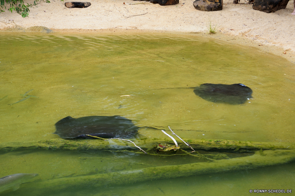 Territory Wildlife Park Stechrochen Strahl Wasser Fisch Fluss See Wildtiere Teich Wild Meer Säugetier Sommer im freien Tiere Schwimmen Landschaft Park Umgebung Reisen Reflexion Ruhe Gras nass Vogel im freien Leben Ozean schwarz Fels Biber Welle Stream Stein Wasserbüffel Auge Braun Federn natürliche Tropischer Mund Nagetier Strand Kopf aquatische Sand Farbe Safari Baum Steine idyllische Felsen alten Welt Büffel ruhige An Frühling Saison Himmel stingray ray water fish river lake wildlife pond wild sea mammal summer outdoors animals swimming landscape park environment travel reflection calm grass wet bird outdoor life ocean black rock beaver wave stream stone water buffalo eye brown feathers natural tropical mouth rodent beach head aquatic sand color safari tree stones idyllic rocks old world buffalo tranquil to spring season sky