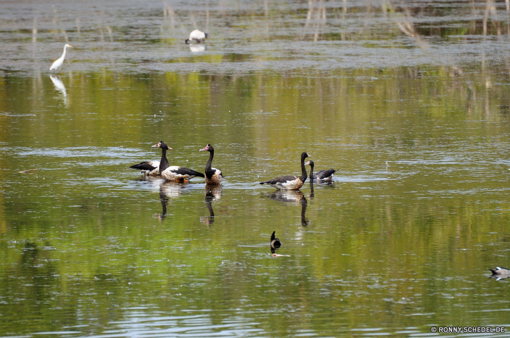 Territory Wildlife Park Gans Wasservögel Vogel aquatische Vogel See Wasser Teich Wildtiere Wild Vögel Fluss Reflexion Ente im freien Feder Pelikan Tiere Landschaft Federn fliegen Schnabel Schwimmen Flug ruhige Schwan fliegen Park Flügel Flügel Sommer im freien Wald natürliche Schwarzer Schwan Schwimmen Meer Enten Sceada Baum schwarz Leben Tierwelt Umgebung Reisen Szene Strand Blässhuhn Himmel Geflügel Braun Gras Schreitvogel Bäume reservieren Landschaften Hölzer Wildnis Ozean Herbst landschaftlich Erhaltung Freiheit Seevögel Auge Sumpf Herde Ufer Saison Feuchtgebiet Rechnung Kopf Frieden Küste bunte nass Sonnenlicht goose waterfowl bird aquatic bird lake water pond wildlife wild birds river reflection duck outdoors feather pelican animals landscape feathers flying beak swim flight tranquil swan fly park wings wing summer outdoor forest natural black swan swimming sea ducks drake tree black life fauna environment travel scene beach coot sky fowl brown grass wading bird trees reserve scenics woods wilderness ocean autumn scenic conservation freedom seabird eye swamp flock shore season wetland bill head peace coast colorful wet sunlight