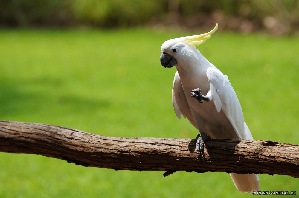 Territory Wildlife Park Kakadu Papagei Vogel Schnabel Wildtiere Feder Federn Wild Flügel Auge Vögel Vogelgrippe Flügel Tropischer gelb Adler Raubtier Zoo Beute Kopf fliegen Jäger Ara Porträt Tier Baum Gefieder Schließen Freiheit Glatze exotische Falke Tierwelt Rechnung fliegen frei Tiere Haustier Flug schwarz Branch thront Barsch Taube bunte Symbol Wald Sittich Taube Haustiere Braun hell Jagd gefährdet im freien Profil anzeigen: Farbe niedlich Park Himmel Papageien closeup Leben sitzen Erhaltung auf der Suche Habichtartigen Arten Jagd leistungsstarke Schwanz im freien natürliche Frieden cockatoo parrot bird beak wildlife feather feathers wild wing eye birds avian wings tropical yellow eagle predator zoo prey head fly hunter macaw portrait animal tree plumage close freedom bald exotic hawk fauna bill flying free animals pet flight black branch perched perch pigeon colorful symbol forest parakeet dove pets brown bright hunt endangered outdoors profile color cute park sky parrots closeup life sitting conservation looking bird prey species hunting powerful tail outdoor natural peace