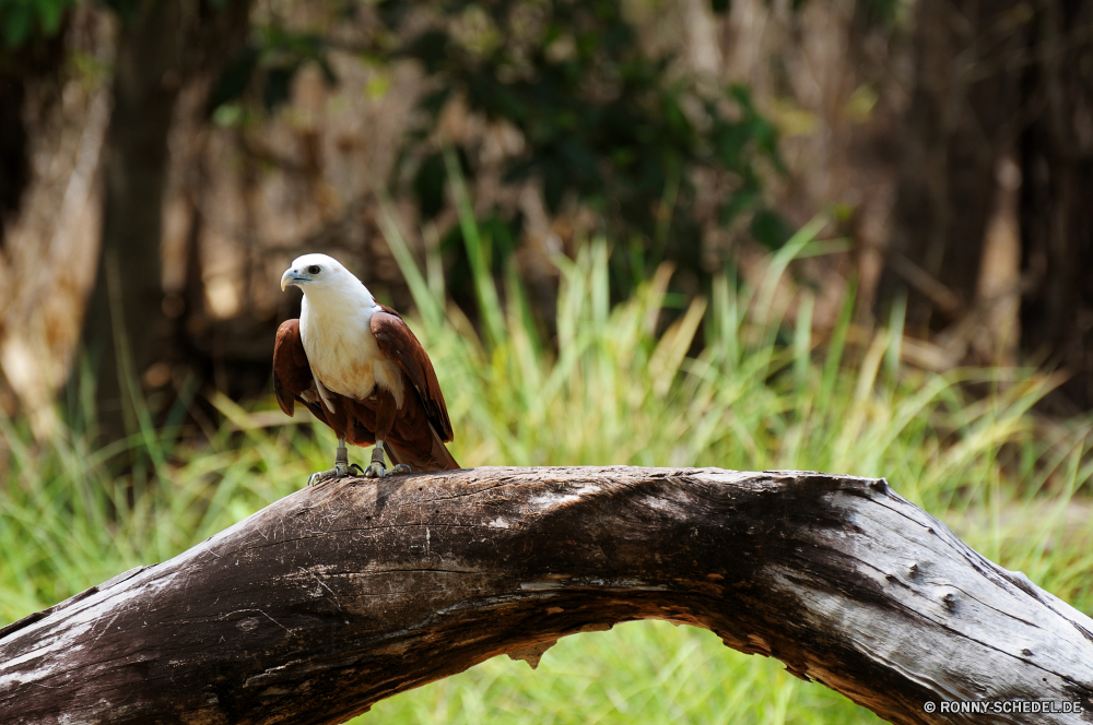 Territory Wildlife Park Falke Vogel Kite Wildtiere Adler Schnabel Falke Feder Flügel Federn Wild Weißkopfseeadler Baum Taube Flügel Raubtier Auge bird of prey Beute fliegen Freiheit Flug Glatze Tier Jäger fliegen Vögel Branch frei Kopf thront Vogelgrippe Symbol schwarz Gefieder Schließen Rechnung Braun Porträt gelb Erhaltung im freien Wald Tiere Wirbeltiere Tierwelt Himmel natürliche Barsch Augen sitzen im freien Taube Nest gefährdet Jagd Jagd closeup Frieden Ornithologie steigen niedlich Arten Leben Reisen Zoo Tropischer Profil anzeigen: Park Wasser See hawk bird kite wildlife eagle beak falcon feather wing feathers wild bald eagle tree dove wings predator eye bird of prey prey fly freedom flight bald animal hunter flying birds branch free head perched avian symbol black plumage close bill brown portrait yellow conservation outdoors forest animals vertebrate fauna sky natural perch eyes sitting outdoor pigeon nest endangered hunt hunting closeup peace ornithology soar cute species life travel zoo tropical profile park water lake