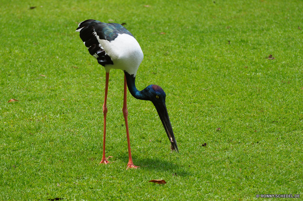 Territory Wildlife Park Schwarzstorch Storch Schreitvogel Vogel aquatische Vogel Wildtiere Schnabel Gras Vögel Wild Feder Tiere Federn Flügel Rechnung im freien schwarz im freien Wiese Kran Feld Wasser Hals Flügel Auge natürliche Säugetier Pelikan Vogelgrippe Kopf stehende Süden Landschaft Tropischer Reiher Hirsch Park Bauernhof Fluss Profil anzeigen: Golf Fuß Baum Spiel Zoo Tierwelt Weide Bein Beine fliegen lange See Sport Himmel Entwicklung des ländlichen Golfspieler Golf spielen Kugel Schwanz Kurs Schließen Stein Sommer Freizeit Umgebung Schutz grau Sumpf Dreibinden Gefieder Wald Jagd groß Loch Braun Landschaft Erholung Familie black stork stork wading bird bird aquatic bird wildlife beak grass birds wild feather animals feathers wing bill outdoors black outdoor meadow crane field water neck wings eye natural mammal pelican avian head standing south landscape tropical heron deer park farm river profile golf walking tree game zoo fauna pasture leg legs fly long lake sport sky rural golfer golfing ball tail course close stone summer leisure environment protection gray swamp whitetail plumage forest hunting great hole brown countryside recreation family