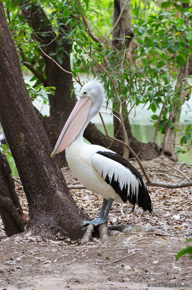 Territory Wildlife Park Pelikan Seevögel Vogel aquatische Vogel Schnabel Wildtiere Wasser Feder Wild Federn Angeln Flügel Rechnung See Flügel Meer Auge Vögel Ozean Tropischer Schließen Pelikane Zoo Schwimmen Fluss Tierwelt Tiere Vogelgrippe Strand Rosa fliegen Porträt Schwimmen Braun Leben Kopf natürliche Marine schwarz Fisch Gefieder im freien Reisen im freien nass Farbe Storch closeup Teich fliegen Geflügel Sommer eine Freiheit Himmel pelican seabird bird aquatic bird beak wildlife water feather wild feathers fishing wings bill lake wing sea eye birds ocean tropical close pelicans zoo swimming river fauna animals avian beach pink fly portrait swim brown life head natural marine black fish plumage outdoor travel outdoors wet color stork closeup pond flying fowl summer one freedom sky