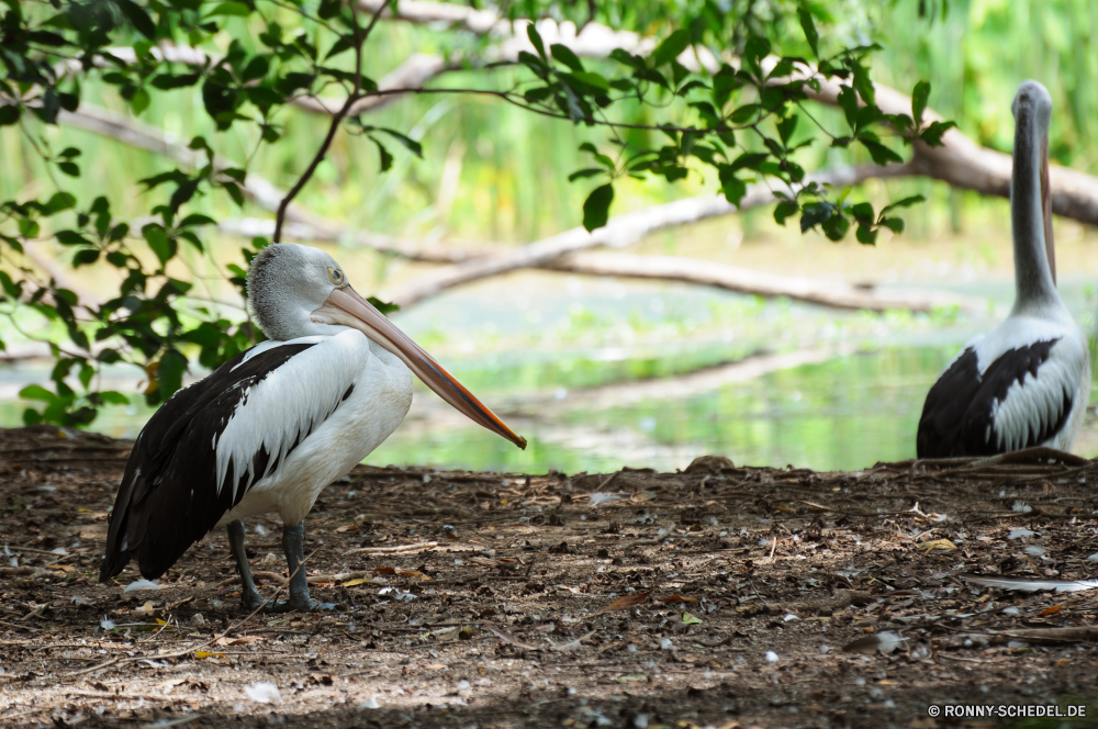 Territory Wildlife Park Pelikan Vogel Seevögel aquatische Vogel Schnabel Wildtiere Feder Federn Wasser Wild Rechnung Flügel Flügel Meer Schreitvogel Auge Angeln fliegen See Ibis Vögel Tierwelt Storch Gefieder Fluss Schließen Vogelgrippe Zoo Tropischer schwarz Kopf Ozean Tiere Porträt fliegen natürliche Strand Braun Leben Rosa Baum Reiher Himmel im freien nass im freien Hals Flug Marine Wildnis closeup Reisen Fisch eine Pelikane Schwimmen Erhaltung Farbe Elster gelb Fischer white mangrove außerhalb Schwimmen Profil anzeigen: Umgebung lange Freiheit Gras Sommer pelican bird seabird aquatic bird beak wildlife feather feathers water wild bill wing wings sea wading bird eye fishing fly lake ibis birds fauna stork plumage river close avian zoo tropical black head ocean animals portrait flying natural beach brown life pink tree heron sky outdoor wet outdoors neck flight marine wilderness closeup travel fish one pelicans swim conservation color magpie yellow fisher white mangrove outside swimming profile environment long freedom grass summer