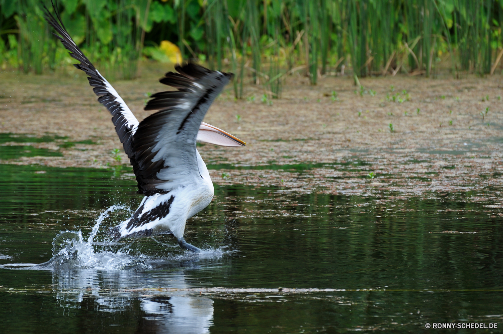 Territory Wildlife Park Pelikan Vogel aquatische Vogel Schreitvogel Wildtiere Seevögel Ibis Wasser See Wild Schnabel Flügel Federn Reiher Flügel Vögel fliegen Feder Flug Fluss fliegen Tiere Teich Meer Rechnung Tierwelt Angeln Schwimmen Reiher Vogelgrippe Möwe Ozean schwarz Leben im freien im freien Wildnis natürliche Strand Schwimmen Kran Pelikane Gefieder Küste Zoo Freiheit Kopf Marine Erhaltung Sommer Blaureiher Park Enten Reisen Auge Reflexion Braun Gans stehende Wasservögel Tropischer Wirbeltiere Feuchtgebiet Himmel Geflügel reservieren Storch Fisch Ente ruhige nass Sumpf Landschaft Ufer Sumpf landschaftlich pelican bird aquatic bird wading bird wildlife seabird ibis water lake wild beak wings feathers heron wing birds fly feather flight river flying animals pond sea bill fauna fishing swimming egret avian gull ocean black life outdoor outdoors wilderness natural beach swim crane pelicans plumage coast zoo freedom head marine conservation summer little blue heron park ducks travel eye reflection brown goose standing waterfowl tropical vertebrate wetland sky fowl reserve stork fish duck tranquil wet marsh landscape shore swamp scenic