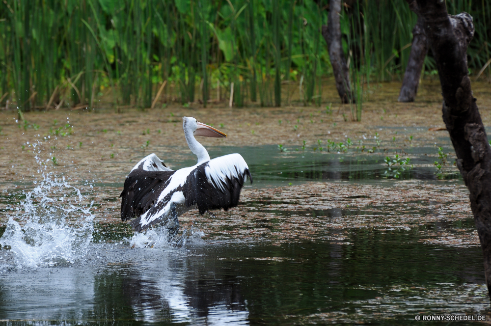 Territory Wildlife Park Pelikan Seevögel Vogel aquatische Vogel Wasser See Wildtiere Teich Wild Schnabel Vögel Fluss Federn Tiere Park im freien im freien Flügel Schwimmen Landschaft Flügel Reisen natürliche Tropischer Feder Meer Sommer Strand Angeln Leben Reiher Zoo Tierwelt Rechnung Reflexion Szene ruhige Schwimmen Umgebung Landschaften Storch idyllische Baum schwarz reservieren Bäume Flug Schreitvogel Reiher Wald Rosa Pelikane Seen Vogelgrippe Wildnis fliegen Schwan landschaftlich außerhalb Küste Kopf Ozean Himmel Fisch Küste Gefieder Hals fliegen Farbe nass Gras Sumpf Entwicklung des ländlichen Land pelican seabird bird aquatic bird water lake wildlife pond wild beak birds river feathers animals park outdoors outdoor wing swimming landscape wings travel natural tropical feather sea summer beach fishing life heron zoo fauna bill reflection scene tranquil swim environment scenics stork idyllic tree black reserve trees flight wading bird egret forest pink pelicans lakes avian wilderness fly swan scenic outside coastline head ocean sky fish coast plumage neck flying color wet grass swamp rural country