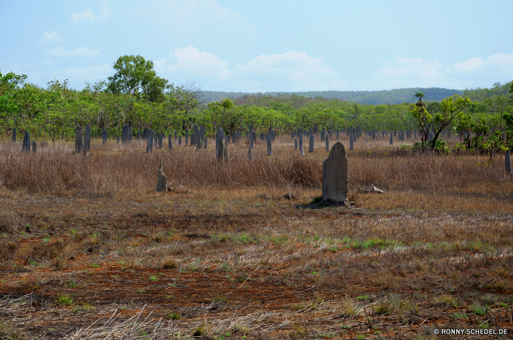 Litchfield National Park Landschaft Gedenkstätte Megalith Friedhof Baum Himmel Gras Knoll Struktur Feld Land Entwicklung des ländlichen Park Bäume Landschaft Landwirtschaft Wald Labyrinth Berge Heu Sommer landschaftlich Szenerie Pflanze Wolken Land Stein Bauernhof Umgebung im freien Reisen Hügel gelb Wiese Süden Sonne Grabstein Blatt Felder Berg Herbst im freien Szene Wüste Wolke Belaubung Ernte natürliche Hügel sonnig Ernte friedliche Tourismus Horizont Weingut Blätter Aussicht Fels Golden Holz Braun Wildnis Frühling Ackerland außerhalb Orange Tal wachsende England Landbau Pfad Haus trocken Wein Licht See nationalen fallen Wetter Straße Sonnenuntergang Wachstum Saison landscape memorial megalith cemetery tree sky grass knoll structure field country rural park trees countryside agriculture forest maze mountains hay summer scenic scenery plant clouds land stone farm environment outdoor travel hill yellow meadow south sun gravestone leaf fields mountain autumn outdoors scene desert cloud foliage harvest natural hills sunny crop peaceful tourism horizon vineyard leaves vista rock golden wood brown wilderness spring farmland outside orange valley growing england farming path house dry wine light lake national fall weather road sunset growth season