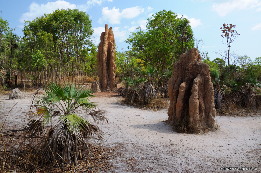 Litchfield National Park Baum woody plant vascular plant Strand Himmel Pflanze Sand Landschaft Reisen Tropischer Meer Palm Ozean Bäume Insel Sommer Wasser Urlaub Küste Tourismus landschaftlich Wald Küste Urlaub Bucht Paradies im freien Wolke Ufer Sonne Resort Kiefer ruhige seelandschaft sonnig Kokosnuss Wolken im freien Szenerie Feld exotische Entspannen Sie sich Entspannung Umgebung Entwicklung des ländlichen Welle Gras Türkis Blätter Fels Szene idyllische Blatt Berg Park Reise Ziel Pflanzen am Meer Holz Sonnenlicht cabbage tree Tag Garten Belaubung Ruhe Branch southern beech Straße Horizont Wüste natürliche Knoll Land Landwirtschaft Wild Lagune einsam Hölzer Freizeit Rest entspannende Klippe Saison niemand tree woody plant vascular plant beach sky plant sand landscape travel tropical sea palm ocean trees island summer water vacation coast tourism scenic forest coastline holiday bay paradise outdoor cloud shore sun resort pine tranquil seascape sunny coconut clouds outdoors scenery field exotic relax relaxation environment rural wave grass turquoise leaves rock scene idyllic leaf mountain park trip destination plants seaside wood sunlight cabbage tree day garden foliage calm branch southern beech road horizon desert natural knoll country agriculture wild lagoon lonely woods leisure rest relaxing cliff season nobody