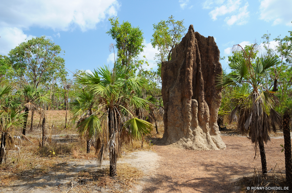 Litchfield National Park Baum woody plant Pflanze vascular plant Würger Himmel Landschaft Palm Strand Sand Tropischer Wald air plant Bäume Sommer Reisen Insel Kokosnuss Meer landschaftlich Wolke Urlaub Tourismus Park im freien Küste im freien Paradies Berg Ozean exotische Wasser Szenerie Sonne Küste Umgebung Feigenbaum Urlaub Blatt Entspannen Sie sich Entspannung Blätter natürliche Gras Kofferraum Wildnis idyllische Szene Ufer sonnig Branch ruhige Organismus Resort Saison Feld Holz Sonnenlicht Mahagoni Wüste alt Abenteuer Fels Bucht Urlaub Süden Ziel Belaubung Garten Kiefer Eukalyptus Flora Entwicklung des ländlichen Zweige Türkis seelandschaft Hölzer Botanischer Tag Knoll Erholung niemand Botanik Farbe friedliche Lagune Dschungel Welle Bewuchs Wolken Stein Pfad Rasen Hügel Pflanzen Ruhe Landwirtschaft tree woody plant plant vascular plant strangler sky landscape palm beach sand tropical forest air plant trees summer travel island coconut sea scenic cloud vacation tourism park outdoors coast outdoor paradise mountain ocean exotic water scenery sun coastline environment fig tree holiday leaf relax relaxation leaves natural grass trunk wilderness idyllic scene shore sunny branch tranquil organism resort season field wood sunlight mahogany desert old adventure rock bay vacations south destination foliage garden pine eucalyptus flora rural branches turquoise seascape woods botanical day knoll recreation nobody botany color peaceful lagoon jungle wave vegetation clouds stone path lawn hill plants calm agriculture