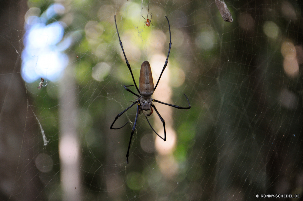 Litchfield National Park Spinne Arachnid Gliederfüßer schwarz und gold Gartenkreuzspinne Insekt Gartenkreuzspinne Wirbellose Schwarze Witwe Web Schließen Wildtiere Fehler Spinnennetz Tier fliegen Bein schwarz behaarte Gefahr Biss beängstigend Detail Trap Scheune-Spinne Raubtier Beine Moskito gruselig Pflanze Angst Muster closeup natürliche gelb Phobie Spinnennetz Auge Flügel Wild Tropfen Farbe Spinnenphobie Tierwelt Braun Sommer gefährliche Leben Saison Blatt Spinnen Wald Licht Flügel Augen bunte scharfe fliegen Garten Hintergründe Kreatur — im freien Umgebung hell Frühling Himmel spider arachnid arthropod black and gold garden spider insect garden spider invertebrate black widow web close wildlife bug spider web animal fly leg black hairy danger bite scary detail trap barn spider predator legs mosquito creepy plant fear pattern closeup natural yellow phobia cobweb eye wing wild drops color arachnophobia fauna brown summer dangerous life season leaf spiders forest light wings eyes colorful sharp flying garden backgrounds creature outdoors environment bright spring sky