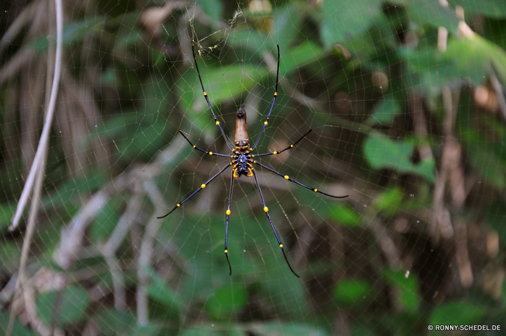 Litchfield National Park Spinne Arachnid schwarz und gold Gartenkreuzspinne Gliederfüßer Gartenkreuzspinne Web Spinnennetz Insekt Wirbellose Wildtiere Trap Schließen Fehler Spinnennetz Tier schwarz Muster closeup Detail gelb Gefahr Raubtier beängstigend behaarte Biss Blatt gefährliche Beine Pflanze Spinnenphobie Phobie gruselig Angst Bein Wild Farbe natürliche NET- Tropfen fliegen Antenne Hintergründe Himmel scharfe Tierwelt Flügel Saison Scheune-Spinne Garten Auge Spinnen Beute Frühling Kaktus Kreatur — Seide Textur im freien Netzwerk Tiere bunte Leben spider arachnid black and gold garden spider arthropod garden spider web spider web insect invertebrate wildlife trap close bug cobweb animal black pattern closeup detail yellow danger predator scary hairy bite leaf dangerous legs plant arachnophobia phobia creepy fear leg wild color natural net drops fly antenna backgrounds sky sharp fauna wing season barn spider garden eye spiders prey spring cactus creature silk texture outdoors network animals colorful life