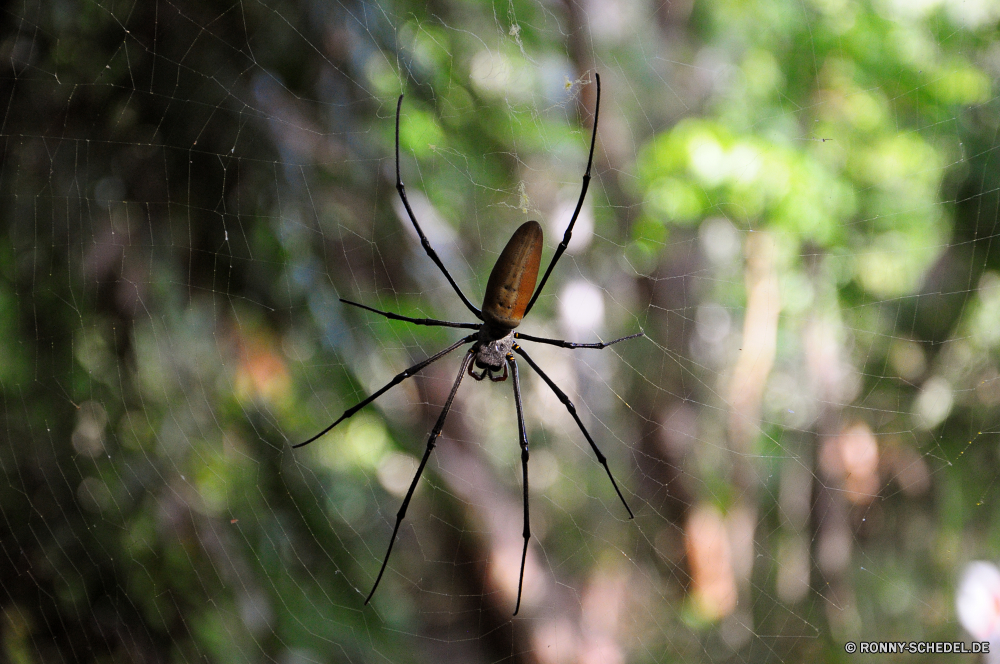 Litchfield National Park Spinne Arachnid Spinnennetz Web Gliederfüßer Gartenkreuzspinne Trap schwarz und gold Gartenkreuzspinne Insekt Wirbellose Schließen Wildtiere Tier Fehler harvestman Detail Spinnennetz fliegen schwarz closeup Farbe natürliche Scheune-Spinne gelb beängstigend Schmetterling Bein Beine Muster Spinnenphobie gruselig behaarte Raubtier im freien Angst Wild Branch Phobie Braun Biss Frühling Flügel Saison scharfe Tropfen Baum Pflanze Gefahr Hintergründe Antenne Blatt Reisen im freien Garten Osten Umgebung Sommer spider arachnid spider web web arthropod garden spider trap black and gold garden spider insect invertebrate close wildlife animal bug harvestman detail cobweb fly black closeup color natural barn spider yellow scary butterfly leg legs pattern arachnophobia creepy hairy predator outdoors fear wild branch phobia brown bite spring wing season sharp drops tree plant danger backgrounds antenna leaf travel outdoor garden east environment summer