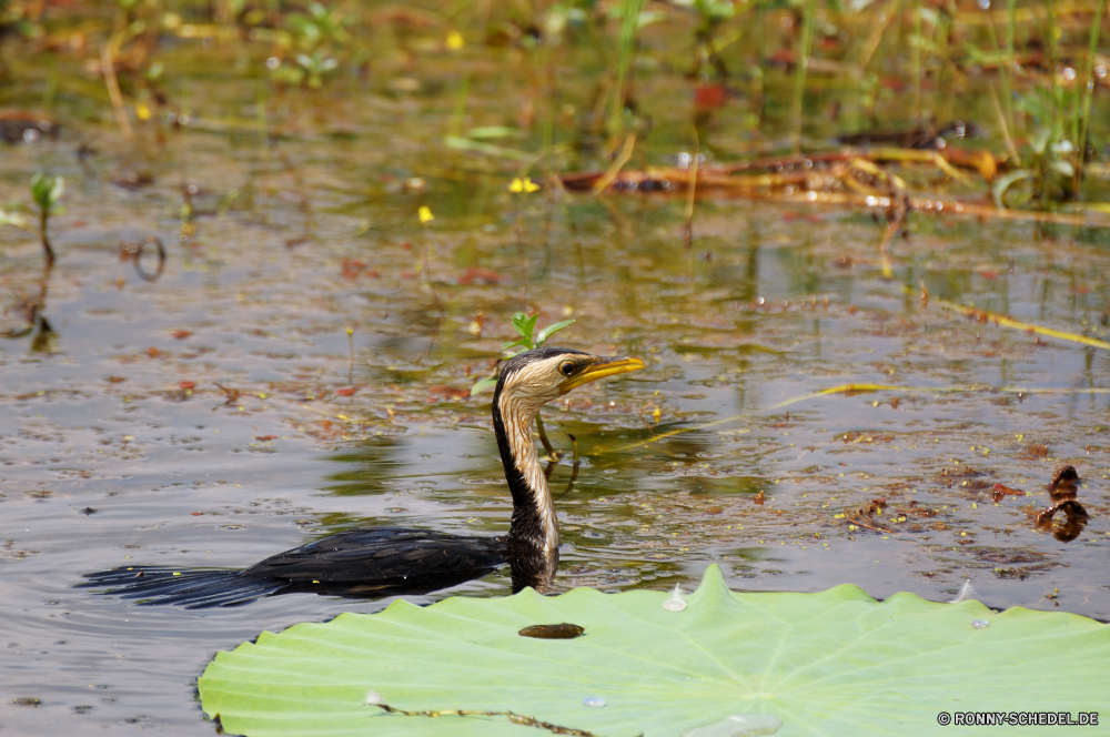 Kakadu National Park Wasser Schlange Reiher Rohrdommel Schlange Wasser See Vogel Schreitvogel Wildtiere Wild Teich aquatische Vogel Reflexion Fluss im freien Vögel Schnabel Reptil aquatische Federn Tiere Flügel Landschaft Park Meer fliegen Sommer Wald Szene natürliche ruhige Küste Baum Gras Ozean Umgebung Strand Wildnis Tropischer Himmel Flug Schwimmen Wolken Ente Welle Sumpf Leben Auge im freien Feder Reisen Flügel Feuchtgebiet Ruhe Bäume landschaftlich Stream Rechnung Frühling Reiher fliegen Pelikan Pflanze Blätter Schwimmen welligkeit Erhaltung Kopf Pflanzen Braun Sumpf Ufer schwarz reservieren flache Tierwelt groß Landschaften Bucht idyllische Felsen Fisch Licht Saison water snake heron bittern snake water lake bird wading bird wildlife wild pond aquatic bird reflection river outdoors birds beak reptile aquatic feathers animals wings landscape park sea flying summer forest scene natural tranquil coast tree grass ocean environment beach wilderness tropical sky flight swimming clouds duck wave swamp life eye outdoor feather travel wing wetland calm trees scenic stream bill spring egret fly pelican plant leaves swim ripple conservation head plants brown marsh shore black reserve shallow fauna great scenics bay idyllic rocks fish light season