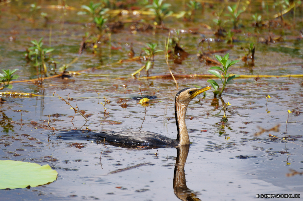 Kakadu National Park Wasser Schlange Schlange Wasser See Reptil Landschaft Fluss Reflexion Teich Wald Vogel Wildtiere im freien Baum Gras Himmel Wild ruhige Sommer natürliche Reiher Park Pflanze Umgebung Szene Vögel Bäume Frühling Sumpf Stein Meer Fels Ozean Hölzer landschaftlich Stream im freien Ufer Wolken Saison Küste Wildnis Feuchtgebiet friedliche nass Flügel Herbst Schwimmen Erhaltung Felsen Tiere Blatt Ruhe Frieden gelb Sumpf Federn Entwicklung des ländlichen Leben Pflanzen Belaubung Reisen Braun Blätter Schnabel Strand Entspannung Farbe Berge Rohrdommel Szenerie Berg Land Welle Angeln ruhig fliegen fliegen Branch bunte water snake snake water lake reptile landscape river reflection pond forest bird wildlife outdoors tree grass sky wild tranquil summer natural heron park plant environment scene birds trees spring swamp stone sea rock ocean woods scenic stream outdoor shore clouds season coast wilderness wetland peaceful wet wings autumn swimming conservation rocks animals leaf calm peace yellow marsh feathers rural life plants foliage travel brown leaves beak beach relaxation color mountains bittern scenery mountain land wave fishing quiet flying fly branch colorful