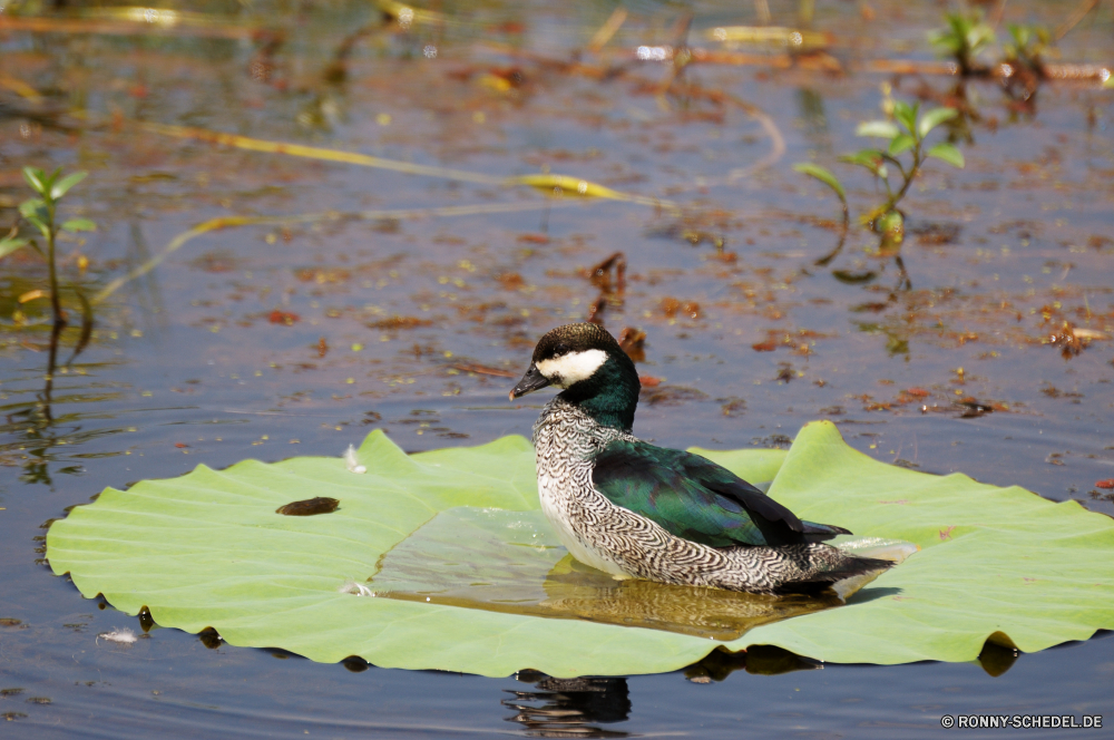 Kakadu National Park Sceada Ente Wasservögel Vogel See Wildtiere Teich Wasser aquatische Vogel Gans Wild Feder Schnabel Vögel Fluss Federn Schwimmen Reflexion Stockente Schwimmen Flügel im freien Flügel Enten Tiere Park Geflügel Gänse Gefieder Gras Schwan Rechnung fliegen natürliche Braun fliegen Frühling Sommer bunte im freien Flug ruhige Männchen Landschaft schwarz aquatische friedliche Umgebung nass Vogelgrippe anmutige Szene Ruhe Auge Familie Herde Gnade Meer Leben Farbe Hals Orange Kopf Fisch gelb drake duck waterfowl bird lake wildlife pond water aquatic bird goose wild feather beak birds river feathers swim reflection mallard swimming wings outdoors wing ducks animals park fowl geese plumage grass swan bill flying natural brown fly spring summer colorful outdoor flight tranquil male landscape black aquatic peaceful environment wet avian graceful scene calm eye family flock grace sea life color neck orange head fish yellow