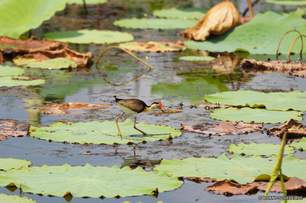 Kakadu National Park Strandläufer Shorebird Schreitvogel Wasser See Teich Rotrückensaki Strandläufer aquatische Vogel Fluss Vogel Wild Wildtiere Park Vögel Sumpf Reflexion Schnabel Fels Umgebung Feuchtgebiet Sommer im freien Stream Stein aquatische Landschaft natürliche Tiere Wald Pflanze Gras Blätter ruhige Land Federn Feder im freien Baum Blatt Schwimmen Szene Garten nationalen Ente nass Bäume gelb Wildnis Frühling Enten Blässhuhn Schwimmen Flügel Braun Flügel Erhaltung Leben Meer Strand Blume Himmel Farbe Berg Herde Lilie Wasserfall bunte Reisen Reiher fallen schwarz Floral Ufer Entspannung Ozean Pflanzen Belaubung Ruhe Sonne frisch Sonnenlicht Entwicklung des ländlichen Herbst sandpiper shorebird wading bird water lake pond red-backed sandpiper aquatic bird river bird wild wildlife park birds swamp reflection beak rock environment wetland summer outdoors stream stone aquatic landscape natural animals forest plant grass leaves tranquil land feathers feather outdoor tree leaf swimming scene garden national duck wet trees yellow wilderness spring ducks coot swim wings brown wing conservation life sea beach flower sky color mountain flock lily waterfall colorful travel heron fall black floral shore relaxation ocean plants foliage calm sun fresh sunlight rural autumn