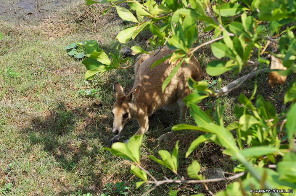 Kakadu National Park Wallaby Känguruh Säugetier Wildtiere Wild Hirsch Hundeartige Pelz Red wolf Wolf Gras Damhirschkuh niedlich Braun Fuchs Beuteltier Tiere Wald Dreibinden Wildnis Ohren Hase Zoo im freien Schwanz Raubtier pelzigen Hölzer Hase Reh Jagd Safari Park Nase Feld im freien Rotfuchs Essen Kopf Winter Joey Buck Lebensraum Nagetier natürliche Schließen Hase Native Frühling Jagd Warnung Schnurrhaare Baum Erhaltung Süden Haustier Auge Haare Porträt Bäume Entwicklung des ländlichen wallaby kangaroo mammal wildlife wild deer canine fur red wolf wolf grass doe cute brown fox marsupial animals forest whitetail wilderness ears rabbit zoo outdoors tail predator furry woods bunny fawn hunting safari park nose field outdoor red fox eating head winter joey buck habitat rodent natural close hare native spring hunt alert whiskers tree conservation south pet eye hair portrait trees rural