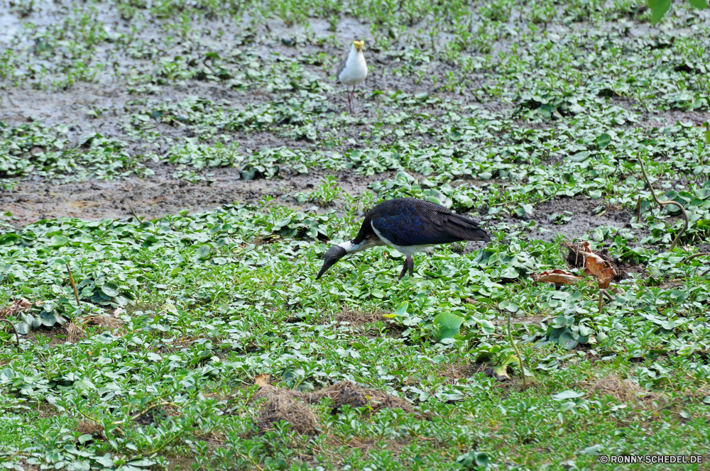 Kakadu National Park Vogel Schreitvogel aquatische Vogel Wildtiere Wild Feder Schnabel Reiher fliegen Vögel Flügel Flügel fliegen Flug Blaureiher Wasser Himmel Trappen Tiere Federn Storch Geier Erhaltung schwarz Gras Park See natürliche Adler Starling Tierwelt Safari Leben Baum Vogelgrippe im freien im freien Tier Freiheit Meer Umgebung reservieren Reisen nationalen Beute Auge Wildnis frei Süden Kopf Sumpf Gans Pelikan Fluss Rohrdommel aufsteigend Gefieder Lebensraum gefährdet Teich Rechnung Tropischer Shorebird Feuchtgebiet Ornithologie Nest Arten Sommer Spiel Strand Beine Ozean Schließen bird wading bird aquatic bird wildlife wild feather beak heron flying birds wings wing fly flight little blue heron water sky bustard animals feathers stork vulture conservation black grass park lake natural eagle starling fauna safari life tree avian outdoor outdoors animal freedom sea environment reserve travel national prey eye wilderness free south head swamp goose pelican river bittern soaring plumage habitat endangered pond bill tropical shorebird wetland ornithology nest species summer game beach legs ocean close