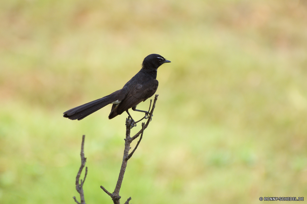 Kakadu National Park Vogel Birkhuhn Wildtiere Auerhahn Schnabel Wild Spiel Vogel Feder Taube Flügel Starling Auge Spiel Federn im freien schwarz Vogelgrippe Tier Vögel Park Tiere Kuckuck Baum Braun Frühling Garten Flügel sitzen Sperling fliegen Taube Rechnung Ornithologie Branch Tierwelt Flug niedlich Kopf Schließen Leben Freiheit natürliche Porträt grau wenig Umgebung frei Gras Winter Schnee gerade hungrige Schwanz fliegen Erhaltung closeup Männchen thront gemeinsame gelb Elster einzelne Amsel Vogelbeobachtung Beute Gefieder Wartende Saison Farbe Detail Körper Vogelbeobachtung Zweig Mund Wasser allein Wachtel Wirbeltiere Tag bird black grouse wildlife grouse beak wild game bird feather dove wing starling eye game feathers outdoors black avian animal birds park animals cuckoo tree brown spring garden wings sitting sparrow fly pigeon bill ornithology branch fauna flight cute head close life freedom natural portrait gray little environment free grass winter snow watching hungry tail flying conservation closeup male perched common yellow magpie single blackbird birding prey plumage waiting season color detail body birdwatching twig mouth water alone quail vertebrate day