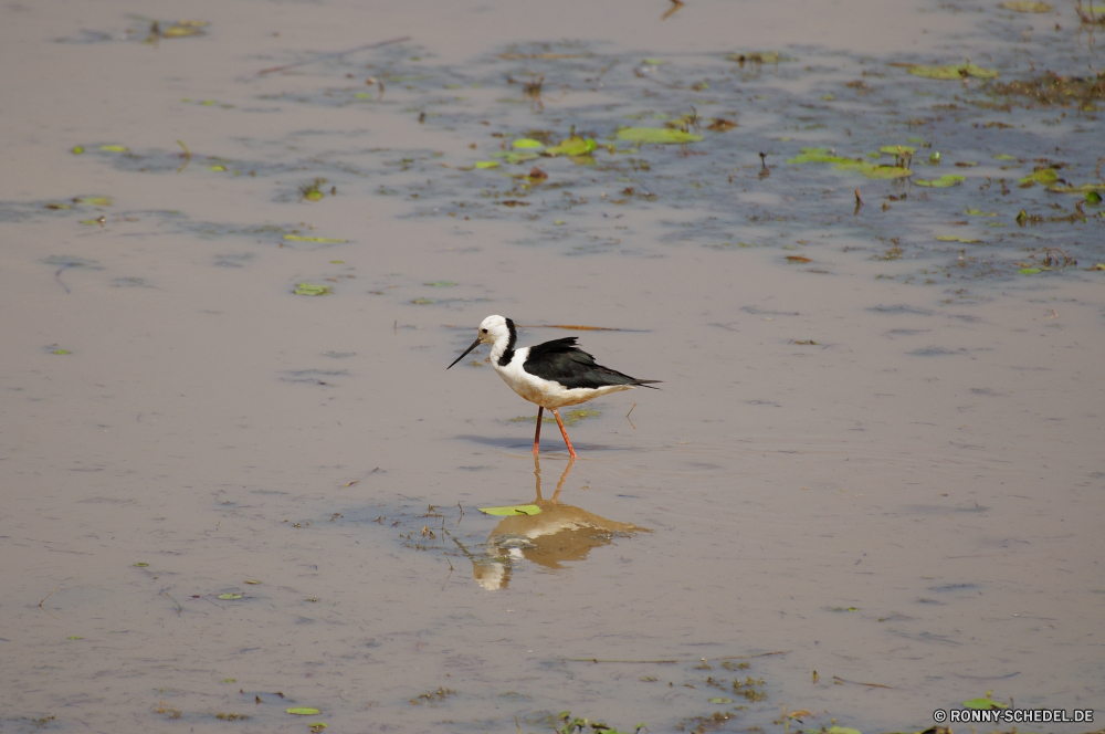 Kakadu National Park Shorebird Schreitvogel Vogel aquatische Vogel Wildtiere Strandläufer Feder Wasser Vögel Wild Flügel Schnabel fliegen Meer Federn Flügel See fliegen Steinwälzer Flug Möwe schwarz Möwe Tiere Storch Steinwälzer Ozean Tierwelt Rechnung Strand Himmel Teich Fluss frei natürliche Vogelgrippe im freien Leben im freien bunte Pelikan Fuß stehende Freiheit Auge Beine Ufer Ente Küste Reiher Herde Geflügel Gefieder Kopf Park Störche Wasservögel auf der Suche Angeln Stein Reflexion gelb Möwen Gras Verbreitung Jagd Augen Sommer shorebird wading bird bird aquatic bird wildlife sandpiper feather water birds wild wings beak fly sea feathers wing lake flying ruddy turnstone flight seagull black gull animals stork turnstone ocean fauna bill beach sky pond river free natural avian outdoors life outdoor colorful pelican walking standing freedom eye legs shore duck coast heron flock fowl plumage head park storks waterfowl looking fishing stone reflection yellow seagulls grass spread hunting eyes summer