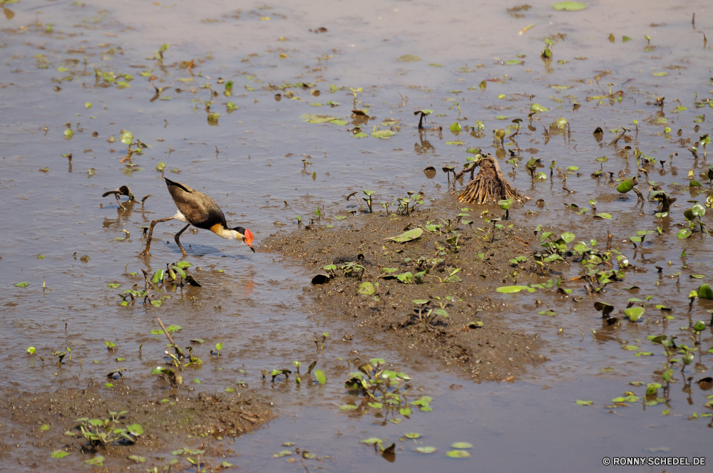 Kakadu National Park Shorebird Strandläufer Schreitvogel Wasser Vogel aquatische Vogel See Wildtiere Fluss Wild Teich Vögel Ente im freien Federn Feder Reflexion Tiere Schnabel fliegen Umgebung Landschaft Flug Sommer Stream natürliche Flügel Reiher Sumpf Flügel fliegen Park Rohrdommel Schwimmen Enten ruhige Steinwälzer nass Fels Gras Meer im freien Feuchtgebiet Reisen Strand Geflügel Bäume Braun Leben Steinwälzer Herbst Erhaltung Gans gelb Stein Ozean Urlaub Blätter Wasservögel Tierwelt Schwimmen Frühling fallen Wald Entwicklung des ländlichen Stockente bunte Vogelgrippe stehende Saison Land friedliche schwarz Baum Küste landschaftlich shorebird sandpiper wading bird water bird aquatic bird lake wildlife river wild pond birds duck outdoors feathers feather reflection animals beak fly environment landscape flight summer stream natural wings heron swamp wing flying park bittern swimming ducks tranquil ruddy turnstone wet rock grass sea outdoor wetland travel beach fowl trees brown life turnstone autumn conservation goose yellow stone ocean vacation leaves waterfowl fauna swim spring fall forest rural mallard colorful avian standing season land peaceful black tree coast scenic