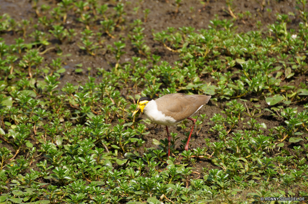 Kakadu National Park Strandläufer Shorebird Vogel Schreitvogel Wildtiere Schnabel aquatische Vogel Feder Wild Flügel Möwe Federn Flügel Wasser Möwe Vögel fliegen Meer See Tiere Rechnung Flug fliegen schwarz Tierwelt Ozean im freien frei stehende Baum natürliche Park Freiheit Auge white mangrove Teich Himmel Seevögel Reiher bunte im freien Fluss Strand Wasservögel gelb Geflügel Gefieder Nest Angeln Storch Ornithologie Pelikan Vogelgrippe Gras Fuß Kopf Umgebung Schließen gefiedert Ente Leben groß Ufer woody plant auf der Suche sandpiper shorebird bird wading bird wildlife beak aquatic bird feather wild wing gull feathers wings water seagull birds fly sea lake animals bill flight flying black fauna ocean outdoors free standing tree natural park freedom eye white mangrove pond sky seabird heron colorful outdoor river beach waterfowl yellow fowl plumage nest fishing stork ornithology pelican avian grass walking head environment close feathered duck life great shore woody plant looking