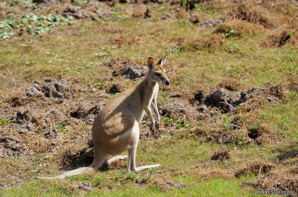 Kakadu National Park Wallaby Känguruh Säugetier Wildtiere Hirsch Wild Pelz Damhirschkuh Dreibinden Gras Wald Braun Buck Beuteltier Schwanz niedlich Jagd Park Ohren Zoo Hölzer Essen Reh Wildnis Tiere auf der Suche Kopf Geweihe Beweidung Safari Joey Beutel pelzigen im freien Hop Warnung Porträt Augen im freien Mutter Männchen wallaby kangaroo mammal wildlife deer wild fur doe whitetail grass forest brown buck marsupial tail cute hunting park ears zoo woods eating fawn wilderness animals looking head antlers grazing safari joey pouch furry outdoor hop alert portrait eyes outdoors mother male