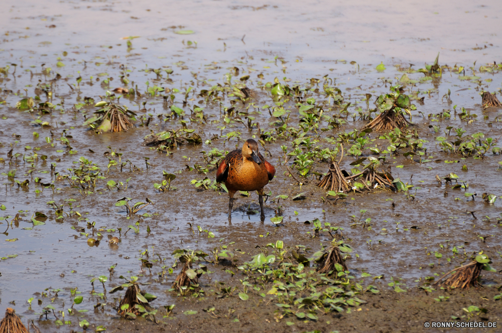 Kakadu National Park Vogel Schreitvogel Wasser Ibis See aquatische Vogel Robin Wildtiere Fluss Drossel Wild Landschaft Teich Schnabel Sumpf Reflexion im freien Reisen Vögel Feder Park ruhige Tiere Federn Feuchtgebiet Ufer Ente Stream Sommer Meer natürliche Reiher im freien Strand Baum landschaftlich Land Berg Bäume Wald Talos IV – Tabu Gras Himmel Flügel Flügel Farbe Leben bunte Wirbeltiere Sonne Fels Braun am See Ruhe Tourist Küste Umgebung Enten Sonnenlicht Herbst Schwimmen stehende Szene Tropischer Ozean Stein Tourismus nationalen klar Wildnis Tierwelt Angeln Schwimmen außerhalb Erhaltung gelassene fliegen lange Farben Creek Hals Bucht Küste Boot Urlaub friedliche gelb fallen Saison bird wading bird water ibis lake aquatic bird robin wildlife river thrush wild landscape pond beak swamp reflection outdoors travel birds feather park tranquil animals feathers wetland shore duck stream summer sea natural heron outdoor beach tree scenic land mountain trees forest menagerie grass sky wings wing color life colorful vertebrate sun rock brown lakeside calm tourist coast environment ducks sunlight autumn swim standing scene tropical ocean stone tourism national clear wilderness fauna fishing swimming outside conservation serene fly long colors creek neck bay coastline boat vacation peaceful yellow fall season