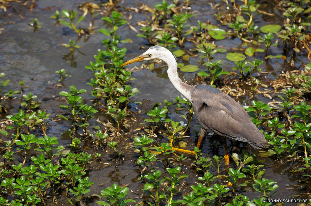 Kakadu National Park Blaureiher Reiher Schreitvogel Vogel aquatische Vogel Wildtiere Wasser Schnabel Wild See Feder Vögel Federn Flügel Flügel Teich Fluss Tiere groß Reiher im freien Wildnis Park Pelikan Angeln Rechnung Auge stehende Reflexion Gefieder natürliche Landschaft Baum Vogelgrippe Sumpf im freien Hals fliegen waten Tierwelt Flug Erhaltung schwarz Gras Strand Meer Feuchtgebiet Reisen Leben Storch ruhige Küste Gnade Zoo Szene Tropischer Himmel lange Ozean der schleichende Umgebung Sommer Fuß fliegen Ufer Stein Kopf Ruhe Ornithologie Jagd Wald Beine Küste Fisch Pelikane Sumpf Barsch Geflügel gerade Safari Schwimmen Frieden gelb Farbe Bäume landschaftlich little blue heron heron wading bird bird aquatic bird wildlife water beak wild lake feather birds feathers wings wing pond river animals great egret outdoors wilderness park pelican fishing bill eye standing reflection plumage natural landscape tree avian swamp outdoor neck fly wading fauna flight conservation black grass beach sea wetland travel life stork tranquil coast grace zoo scene tropical sky long ocean stalking environment summer walking flying shore stone head calm ornithology hunting forest legs coastline fish pelicans marsh perch fowl watching safari swimming peace yellow color trees scenic