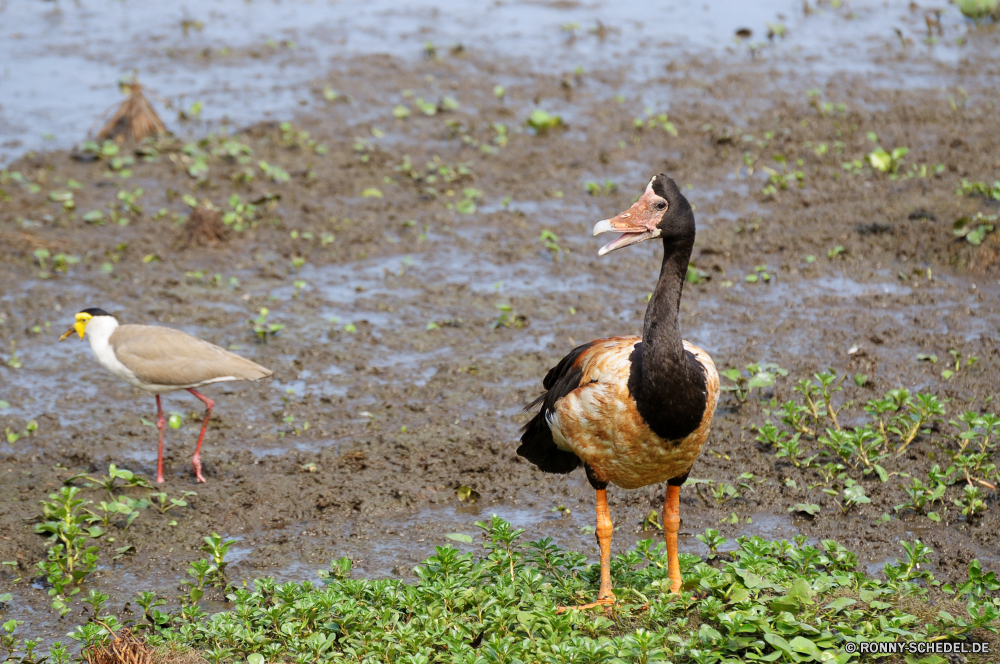 Kakadu National Park Gans Ente Wasservögel Vogel Sceada aquatische Vogel Wildtiere Feder Schnabel Wasser See Vögel Wild Teich Federn Flügel Tiere Enten Fluss Schwimmen Gras Schwimmen Flügel Stockente Park Braun fliegen natürliche Gänse Rechnung Geflügel Vogelgrippe Auge Familie Frühling im freien schwarz im freien gelb Reflexion Gefieder Pelikan fliegen Meer Bauernhof Entlein Flug Männchen Erhaltung Strand Entwicklung des ländlichen gefiedert bunte Reisen Hals Tierwelt Safari Kopf Ufer Umgebung niedlich goose duck waterfowl bird drake aquatic bird wildlife feather beak water lake birds wild pond feathers wing animals ducks river swimming grass swim wings mallard park brown fly natural geese bill fowl avian eye family spring outdoors black outdoor yellow reflection plumage pelican flying sea farm duckling flight male conservation beach rural feathered colorful travel neck fauna safari head shore environment cute