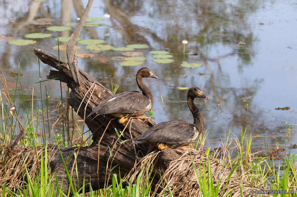 Kakadu National Park Vogel aquatische Vogel Wildtiere See Wasser Schreitvogel Wild Teich Reiher Fluss Schnabel Gans Vögel Federn Feder Blaureiher im freien Reflexion Ente Sumpf Wasservögel Tiere Park Baum Feuchtgebiet Schwimmen Schwimmen Gras natürliche Flügel schwarz Flügel Braun Enten ruhige Landschaft Land Wildnis Frühling Auge Umgebung Erhaltung Leben Stockente Gänse nass Tierwelt Sceada fliegen im freien Reisen Geflügel Entwicklung des ländlichen Rechnung Pflanze Ruhe Wald Vogelgrippe Flug gelb Schwan Sommer friedliche Bäume Herbst landschaftlich Sumpf Gefieder paar stehende Farbe reservieren Hals Safari ruhelosigkeit Stream white mangrove nationalen Rohrdommel Wiese Meer Land Himmel bird aquatic bird wildlife lake water wading bird wild pond heron river beak goose birds feathers feather little blue heron outdoors reflection duck swamp waterfowl animals park tree wetland swim swimming grass natural wing black wings brown ducks tranquil landscape land wilderness spring eye environment conservation life mallard geese wet fauna drake fly outdoor travel fowl rural bill plant calm forest avian flight yellow swan summer peaceful trees autumn scenic marsh plumage couple standing color reserve neck safari resting stream white mangrove national bittern meadow sea country sky