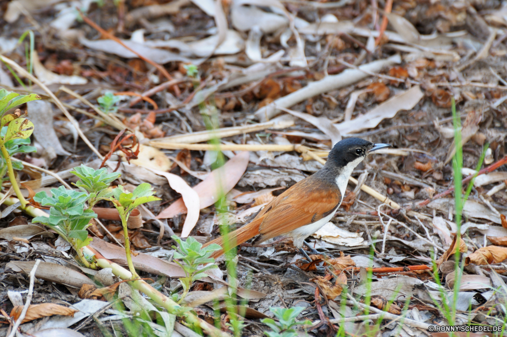 Kakadu National Park Vogel Robin Wildtiere Drossel Schnabel Wild Feder Flügel Kuckuck Zaunkönig Federn Baum im freien Vögel Garten Auge Braun Frühling Sperling Vogelgrippe niedlich wenig Tiere Branch Flügel schwarz sitzen Leben Schließen Schwanz Tier closeup Wirbeltiere white mangrove Rechnung Gras Ornithologie hungrige Umgebung natürliche fliegen Küchlein Winter Saison Gefieder Nest Tierwelt Essen Reiher frei Finken Amsel einzelne Schnee Lebensraum Kopf woody plant Porträt Singvogel Vogelbeobachtung Vogelbeobachtung thront gemeinsame gelb Männchen Mund Park Rohrdommel Baby-Vogel Küken Küken Barsch Zweig gerade Wildnis Flug Junco Feld Starling Detail bird robin wildlife thrush beak wild feather wing cuckoo wren feathers tree outdoors birds garden eye brown spring sparrow avian cute little animals branch wings black sitting life close tail animal closeup vertebrate white mangrove bill grass ornithology hungry environment natural fly nestling winter season plumage nest fauna food heron free finch blackbird single snow habitat head woody plant portrait songbird birdwatching birding perched common yellow male mouth park bittern baby bird fledgling chicks perch twig watching wilderness flight junco field starling detail