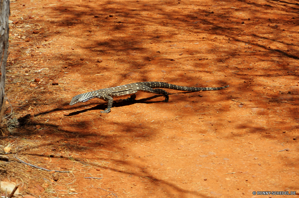 West MacDonnell Ranges National Park Eidechse Reptil Wildtiere Wild Braun Schlange Tiere Sand Textur Wüste im freien Fels Muster Raubtier Skala Rau wildes Tier Gecko trocken Wasser Kreatur — Stein Strand Baum Textfreiraum Wilde Tiere u-s Tarnung Hintergründe Schließen Felsen Orange im freien Gebänderte gecko Park Schlange ein Tier Mauer Boden Haut alt Farbe Haustier Umgebung closeup Detail natürliche gelb Eidechsen Reptilien Reptilien Arten Jäger Antike Sommer außerhalb gefährliche schmutzig schwarz Auge Oberfläche Reisen lizard reptile wildlife wild brown snake animals sand texture desert outdoors rock pattern predator scale rough wild animal gecko dry water creature stone beach tree copy space wild animals u s camouflage backgrounds close rocks orange outdoor banded gecko park serpent one animal wall ground skin old color pet environment closeup detail natural yellow lizards reptiles reptilian species hunter ancient summer outside dangerous dirty black eye surface travel