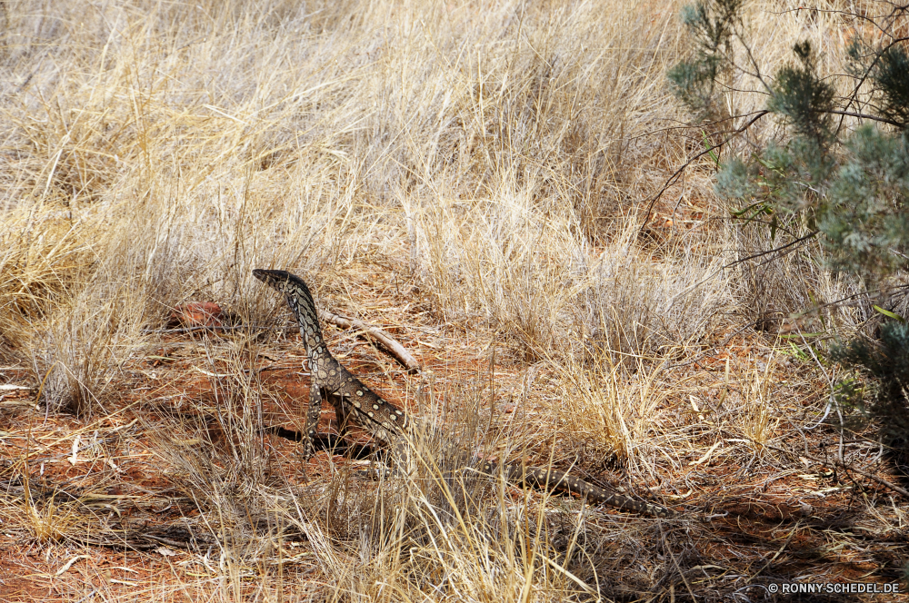 West MacDonnell Ranges National Park Weizen Heu Feld Gepard Entwicklung des ländlichen cereal Stroh Landwirtschaft Bauernhof Ernte Großkatze Pflanze Ernte Korn Sommer Land Katzenartige Landbau Futter gelb Golden Landschaft Landschaft Feed Samen Brot Gold reif Himmel Wachstum natürliche Mais Essen Saison wachsen im freien Wiese Roggen Ackerland Land Gerste Gras im freien trocken Sonne Kraut Schließen Ernte Herbst Baum Vorbau vascular plant landwirtschaftlichen Ohr sonnig Wolken Bio Sonnenlicht Szene Amaranth Tag Licht Textur Wetter Umgebung Reed gesund Wald Muster Horizont Felder closeup Farbe Orange Wolke Frühling Mehl Wild zu produzieren außerhalb Schreitvogel Szenerie Braun Flora Detail Kulturpflanzen pflegen Spitze Raum Ohren Winter wachsende Rasen Pflanzen Freiheit niemand wheat hay field cheetah rural cereal straw agriculture farm harvest big cat plant crop grain summer country feline farming fodder yellow golden landscape countryside feed seed bread gold ripe sky growth natural corn food season grow outdoor meadow rye farmland land barley grass outdoors dry sun herb close harvesting autumn tree stem vascular plant agricultural ear sunny clouds organic sunlight scene amaranth day light texture weather environment reed healthy forest pattern horizon fields closeup color orange cloud spring flour wild produce outside wading bird scenery brown flora detail crops cultivate spike space ears winter growing lawn plants freedom nobody